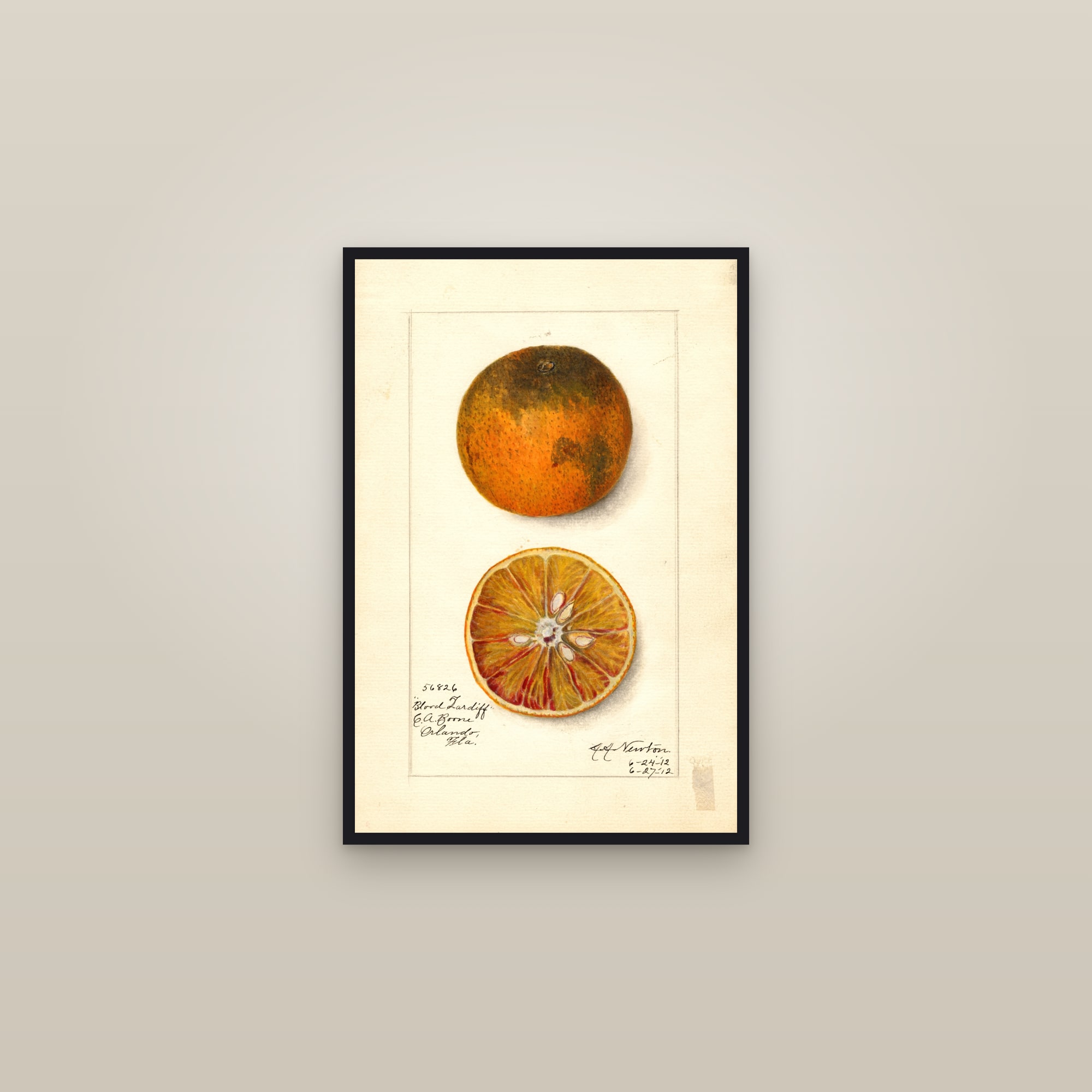 Blood Tardiff Orange — framed in a gallery setting