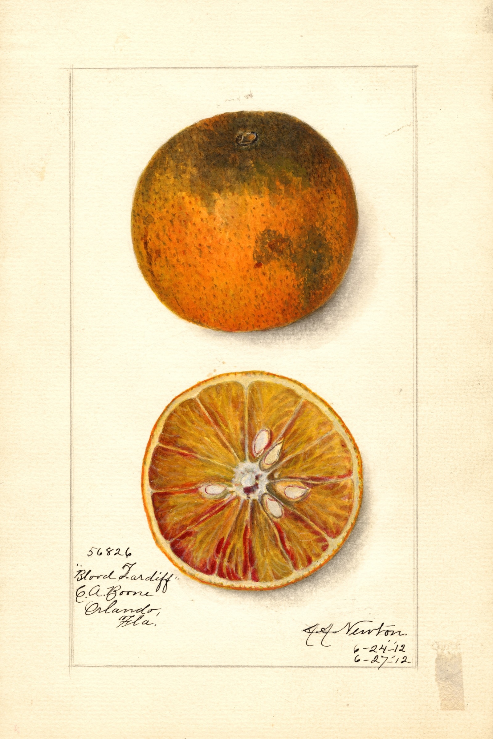 Blood Tardiff Orange