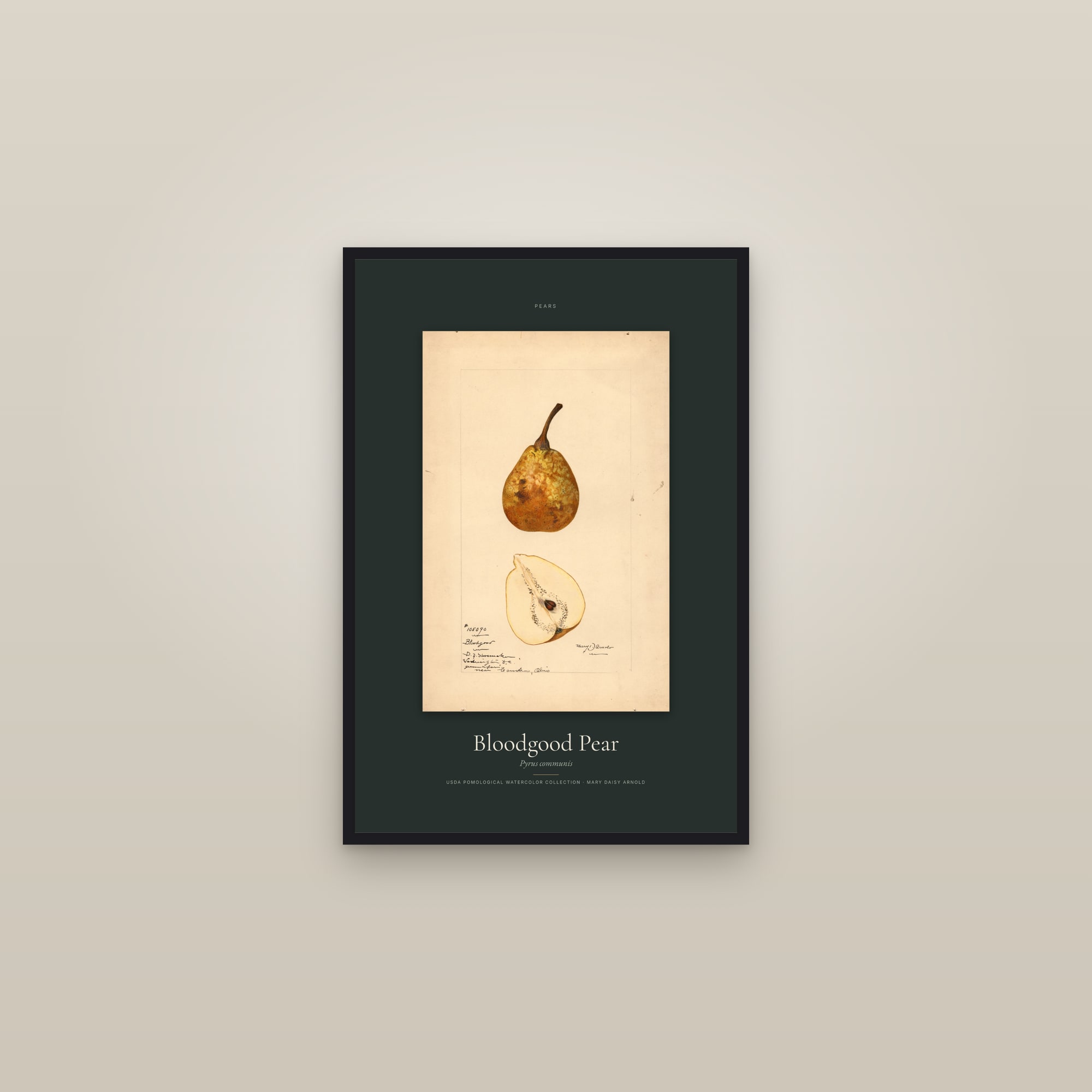 Bloodgood Pear — Specimen — framed in a gallery setting