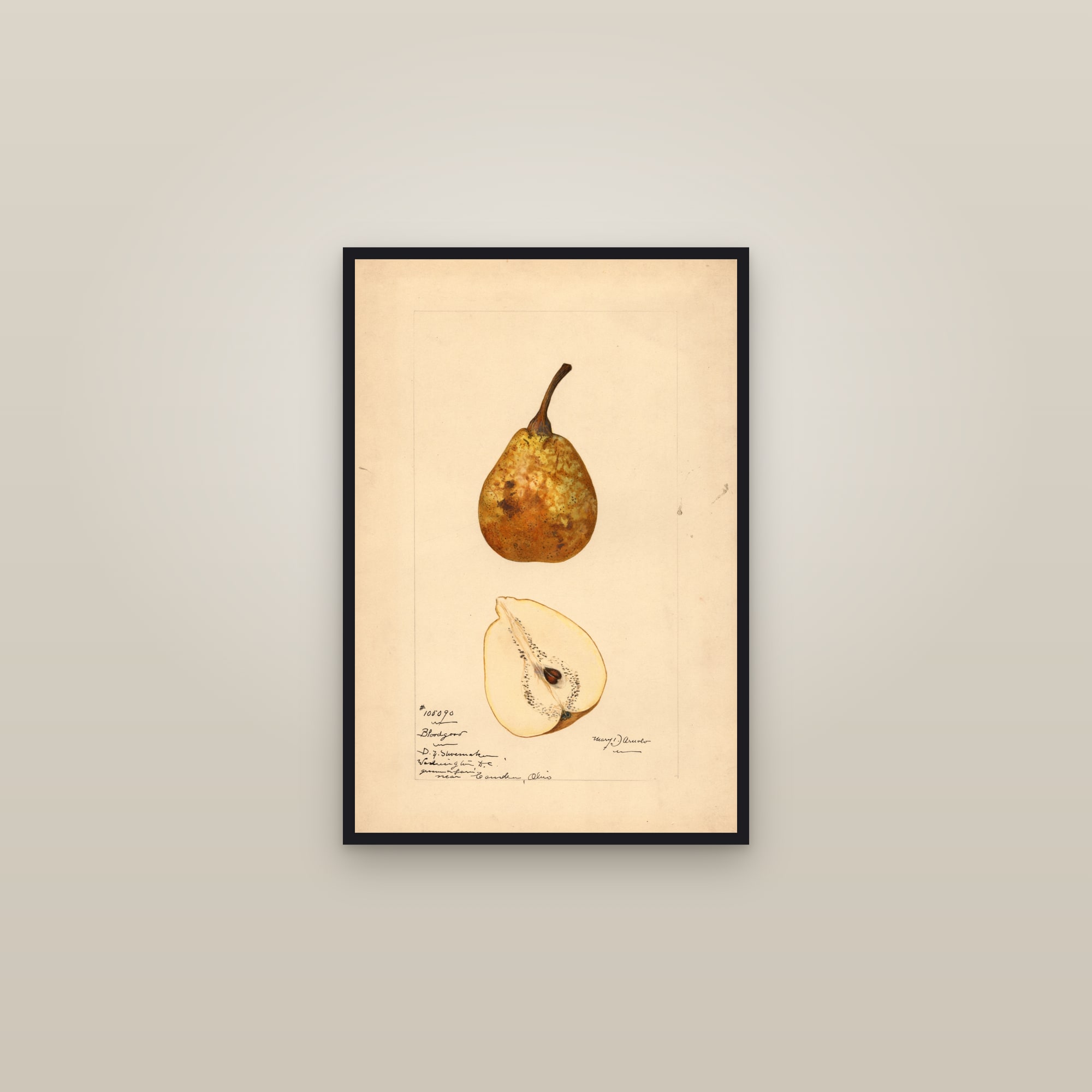 Bloodgood Pear — framed in a gallery setting