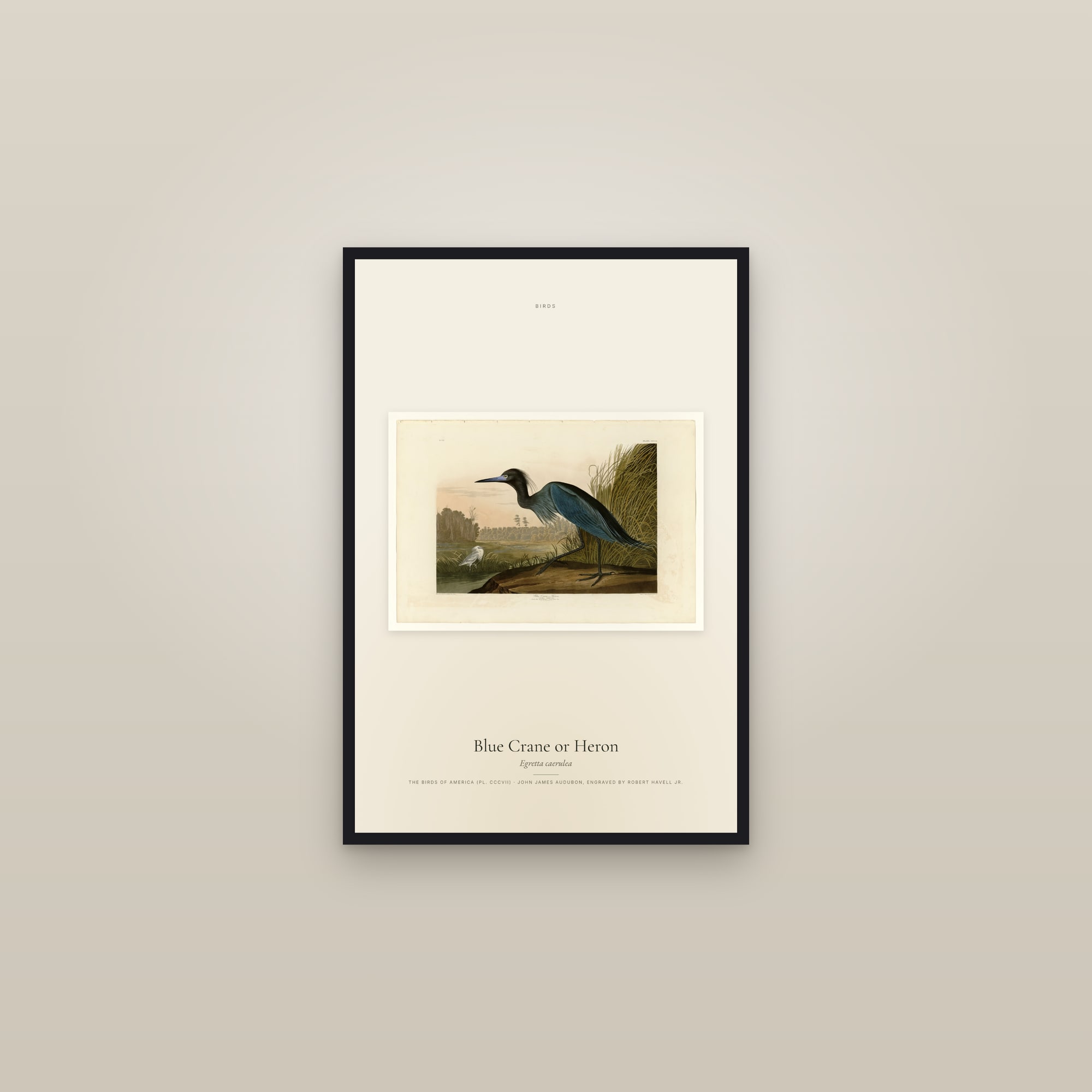 Blue Crane or Heron — framed in a gallery setting