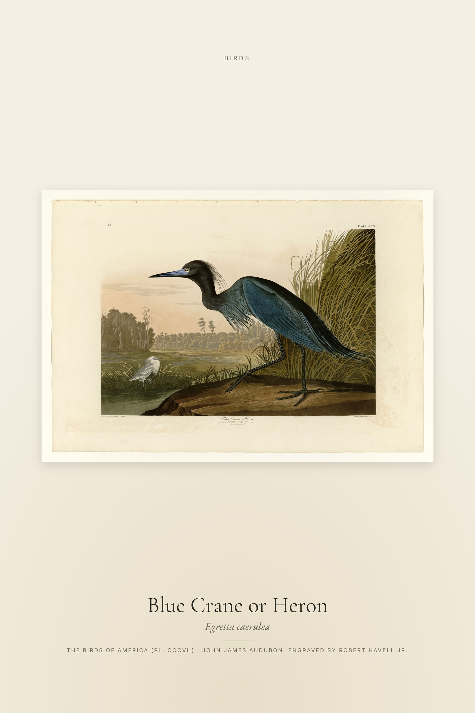 Blue Crane or Heron