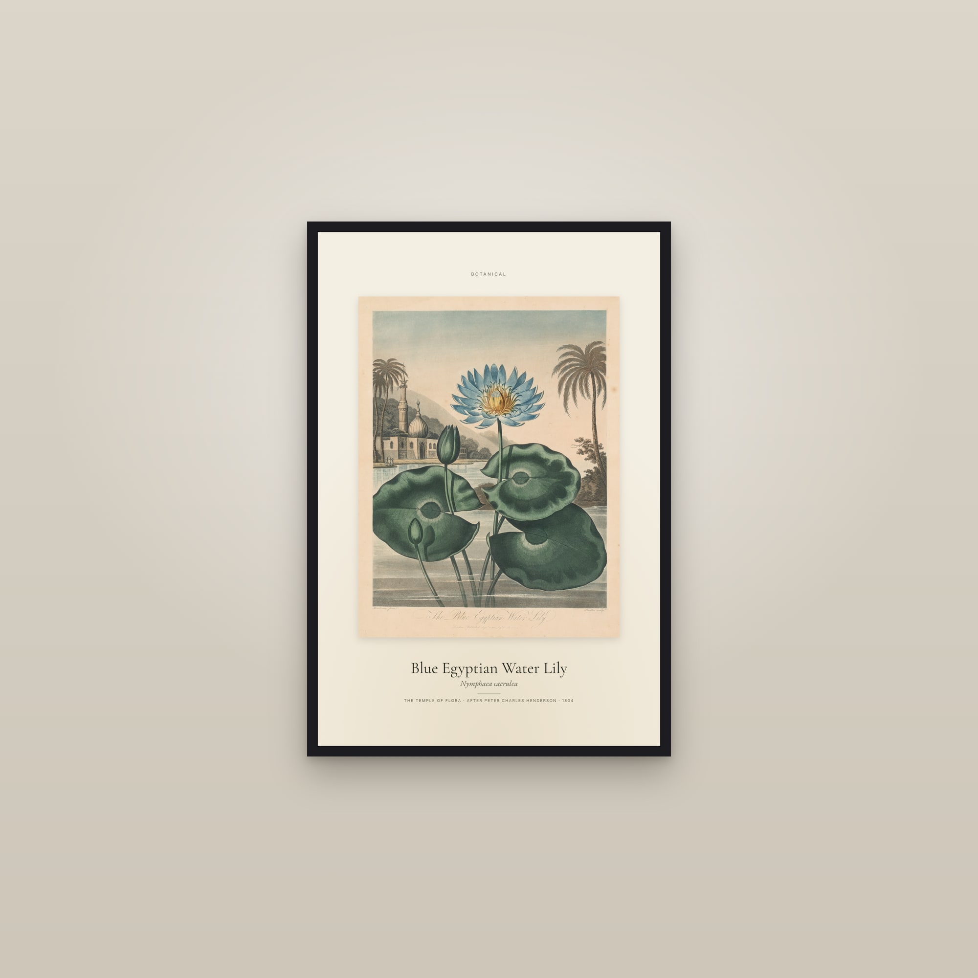 Blue Egyptian Water Lily — Specimen — framed in a gallery setting