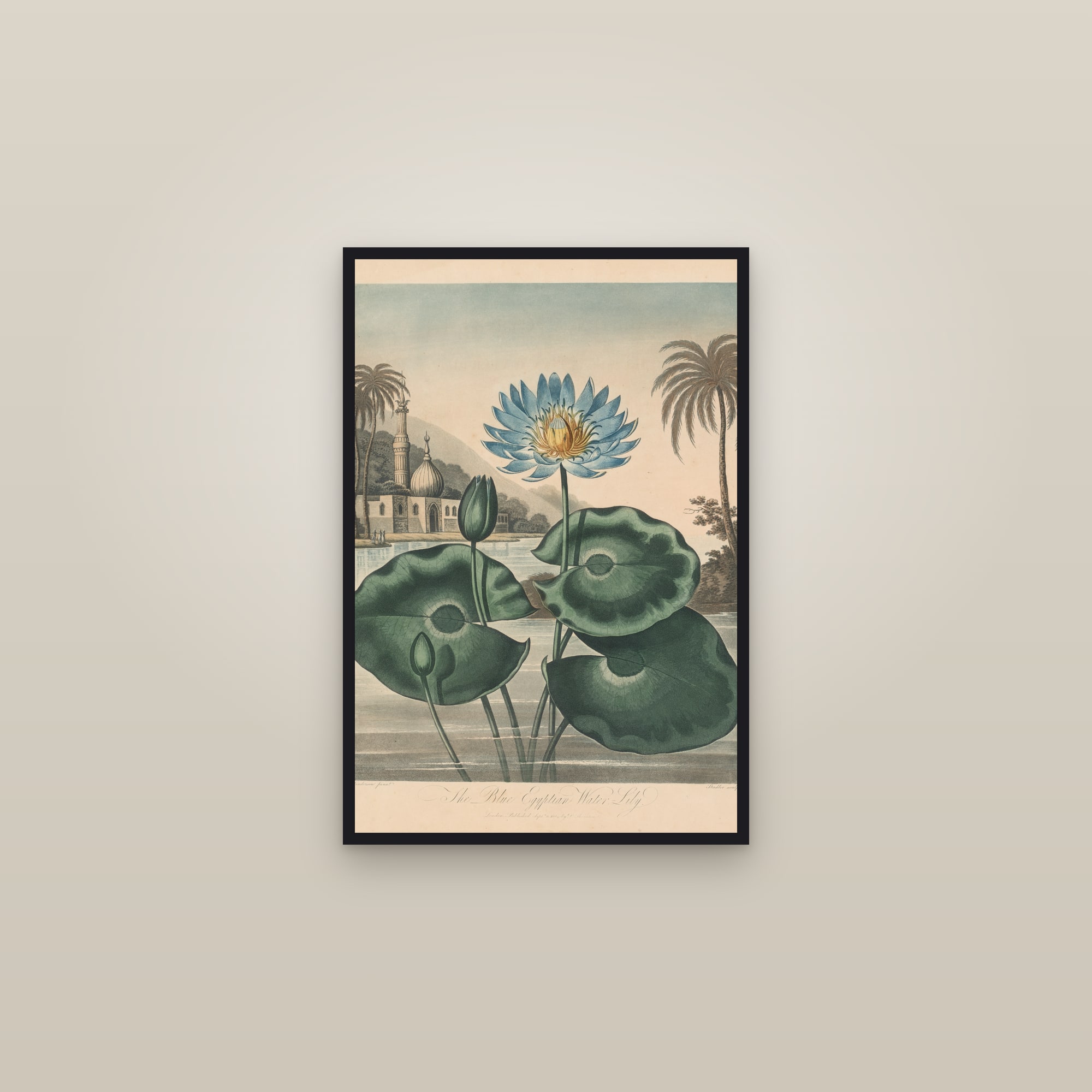 Blue Egyptian Water Lily