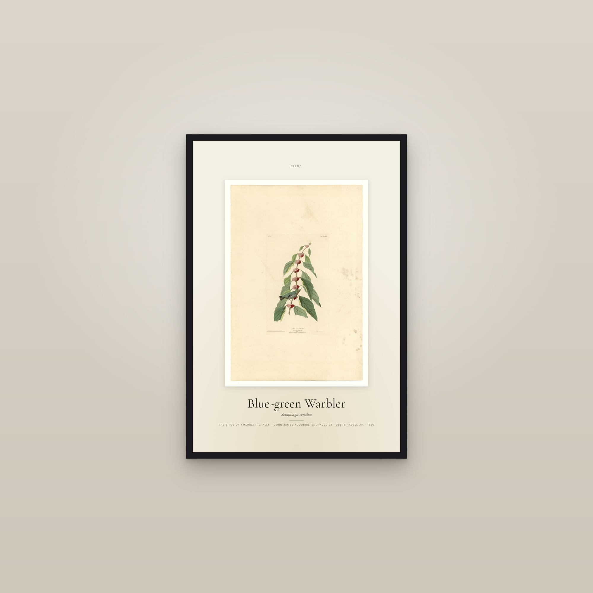 Blue-green Warbler — Specimen — framed in a gallery setting