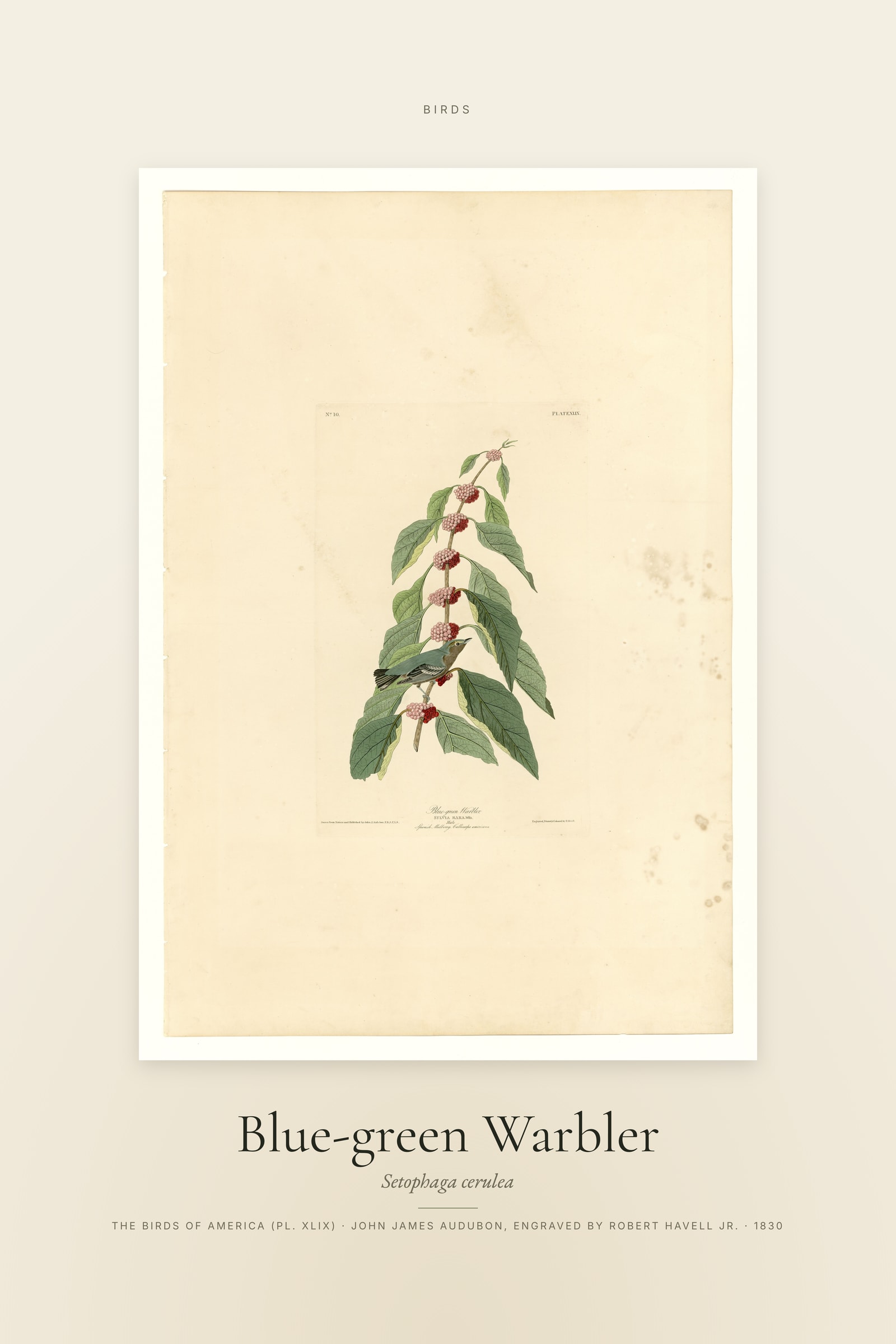 Blue-green Warbler — Specimen