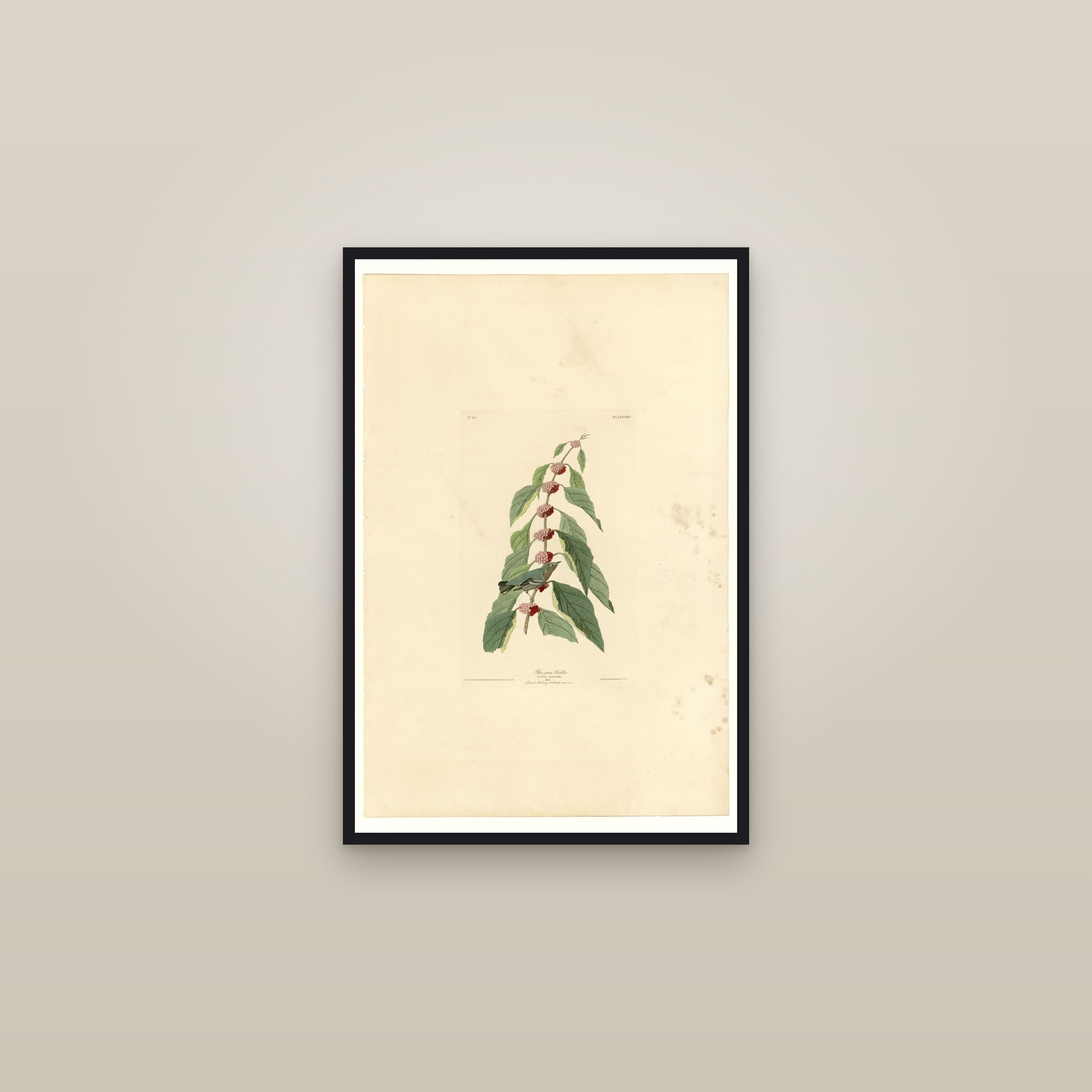 Blue-green Warbler — framed in a gallery setting