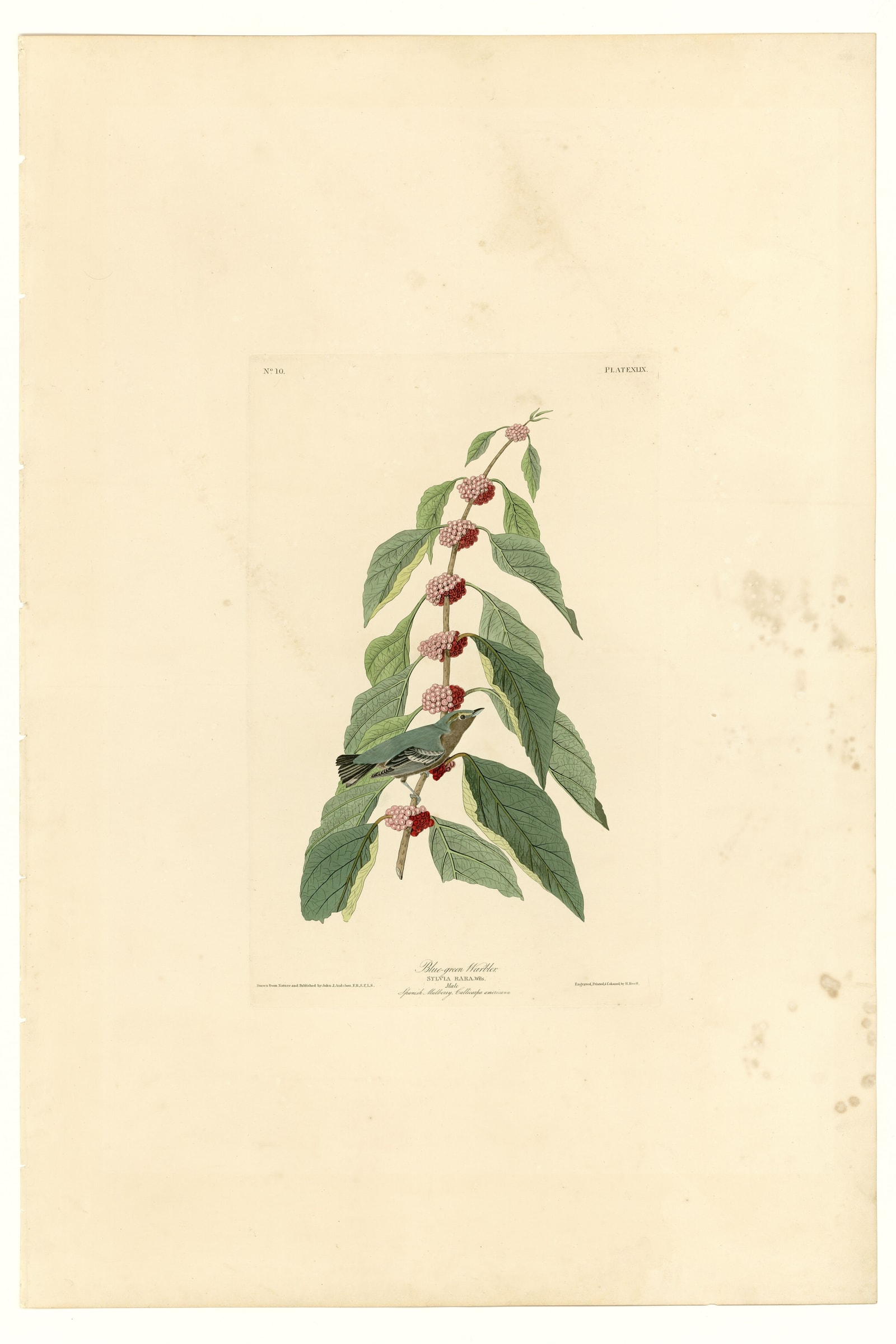 Blue-green Warbler