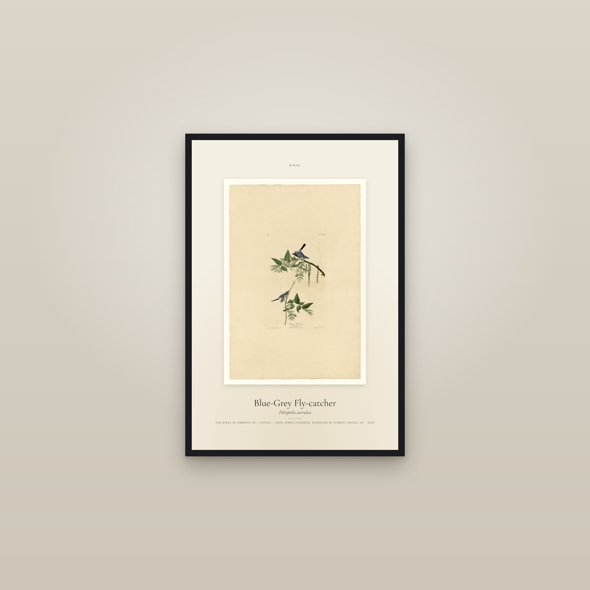Blue-Grey Fly-catcher — Specimen — framed in a gallery setting