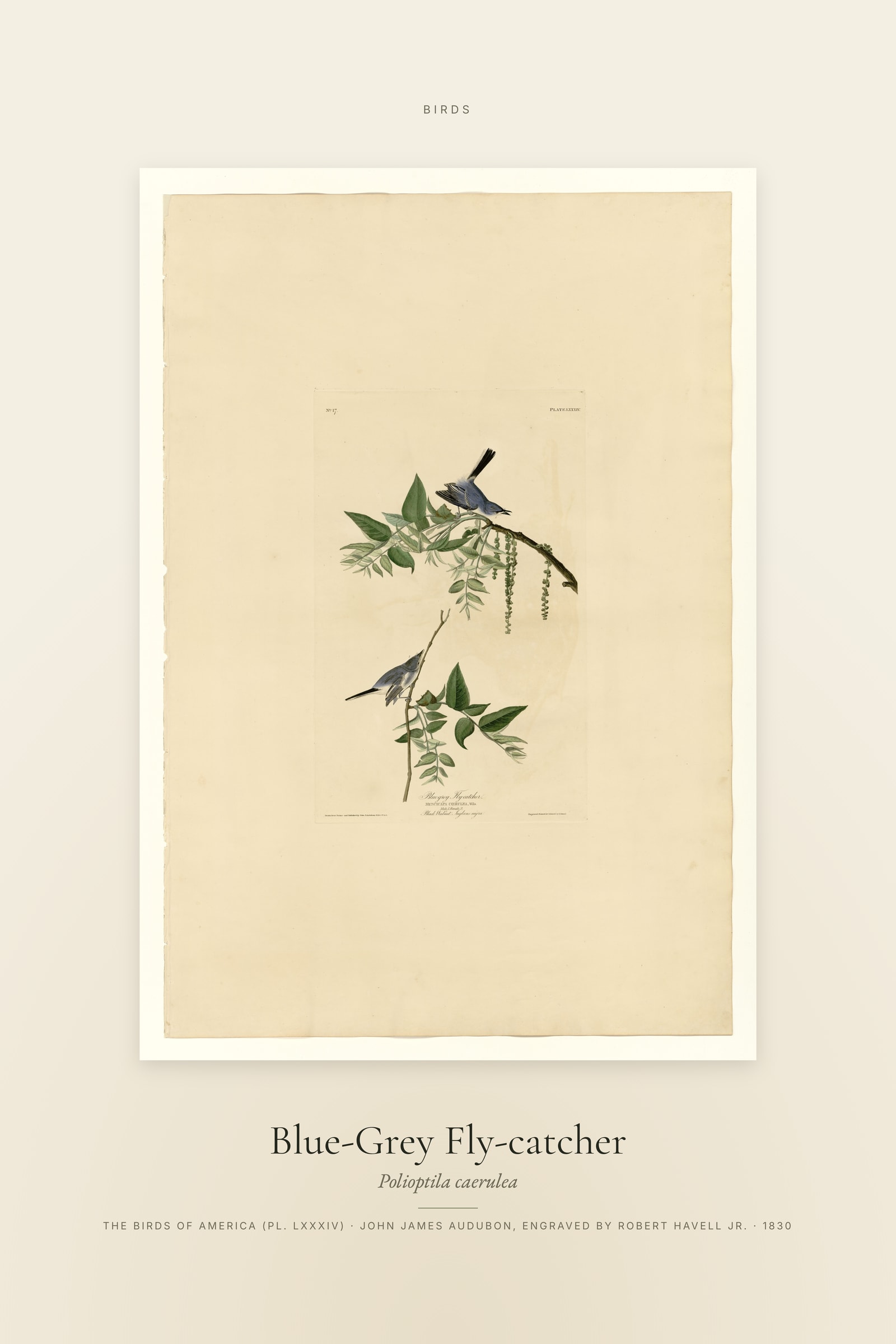 Blue-Grey Fly-catcher — Specimen