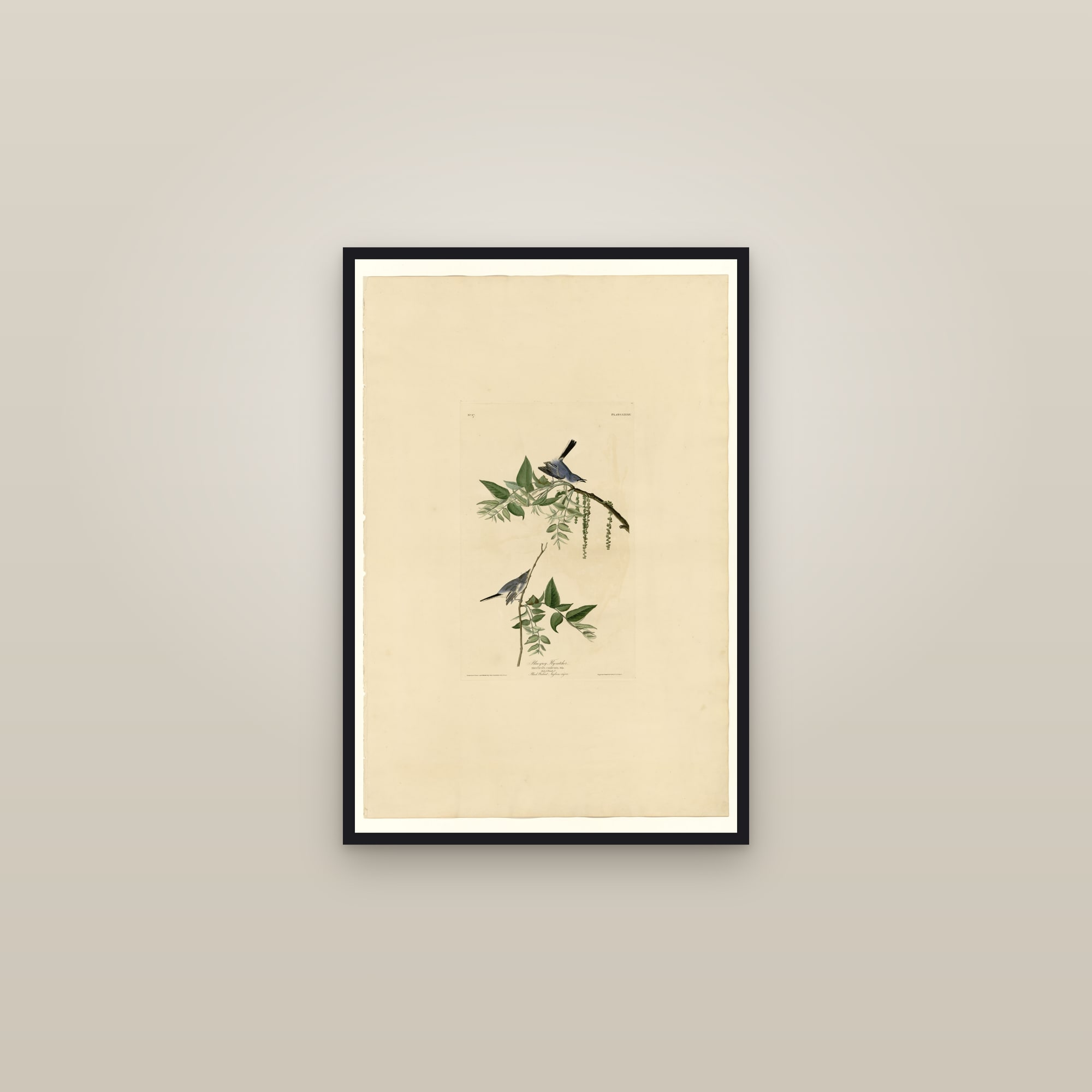 Blue-Grey Fly-catcher — framed in a gallery setting