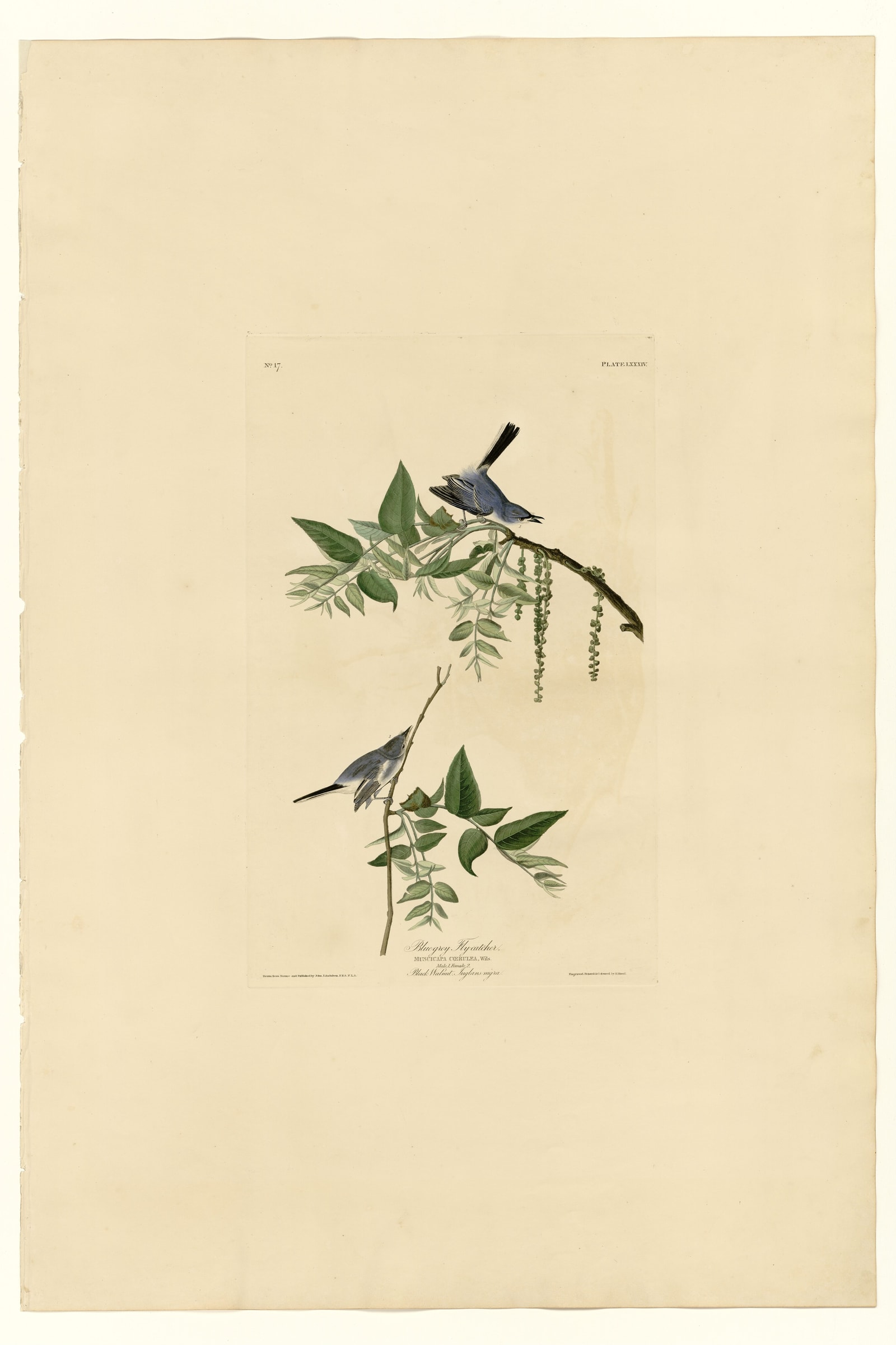 Blue-Grey Fly-catcher