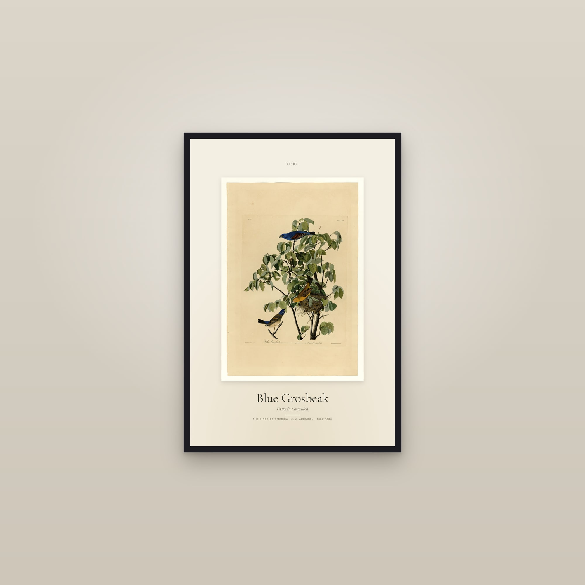 Blue Grosbeak — Specimen — framed in a gallery setting