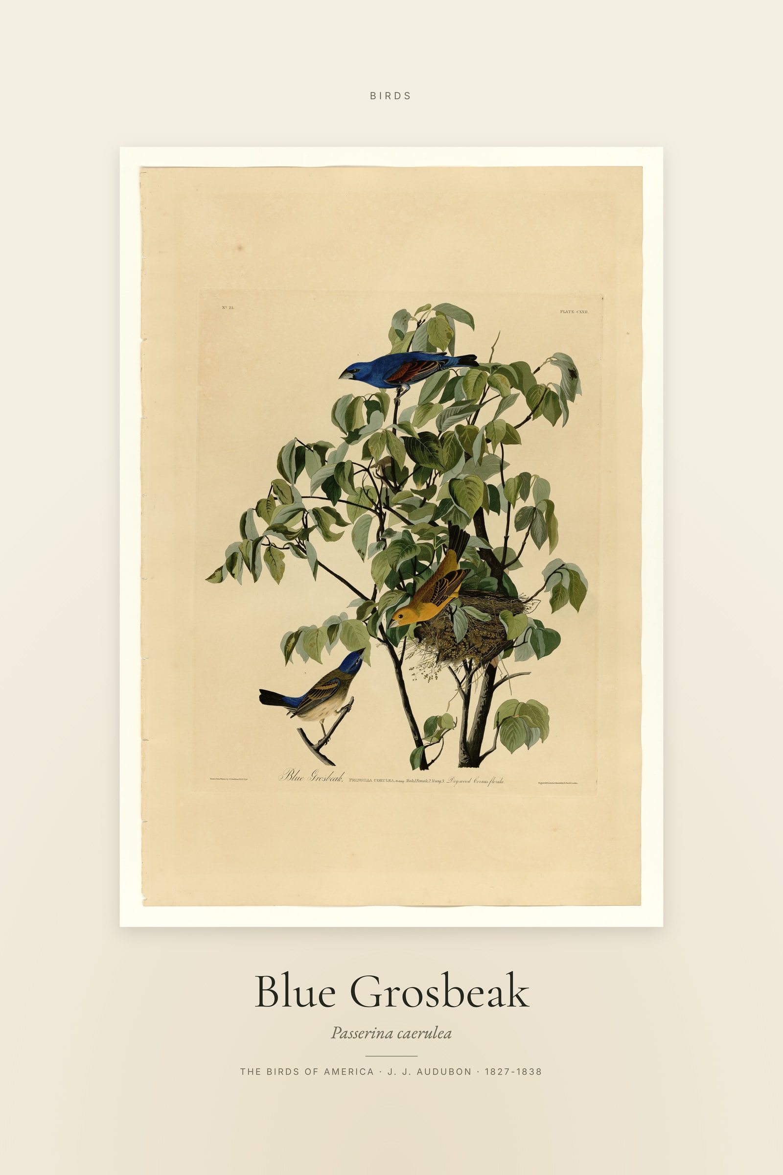 Blue Grosbeak — Specimen