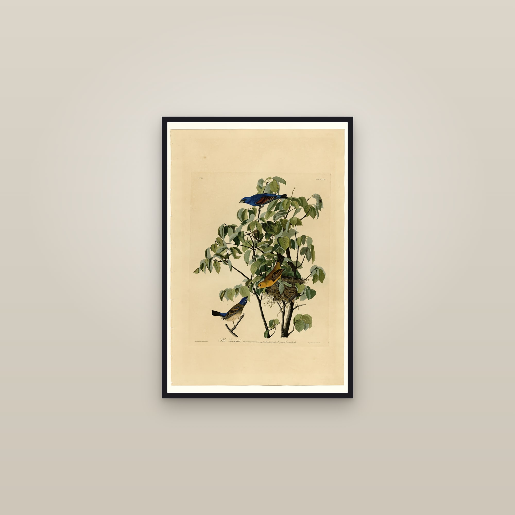 Blue Grosbeak — framed in a gallery setting