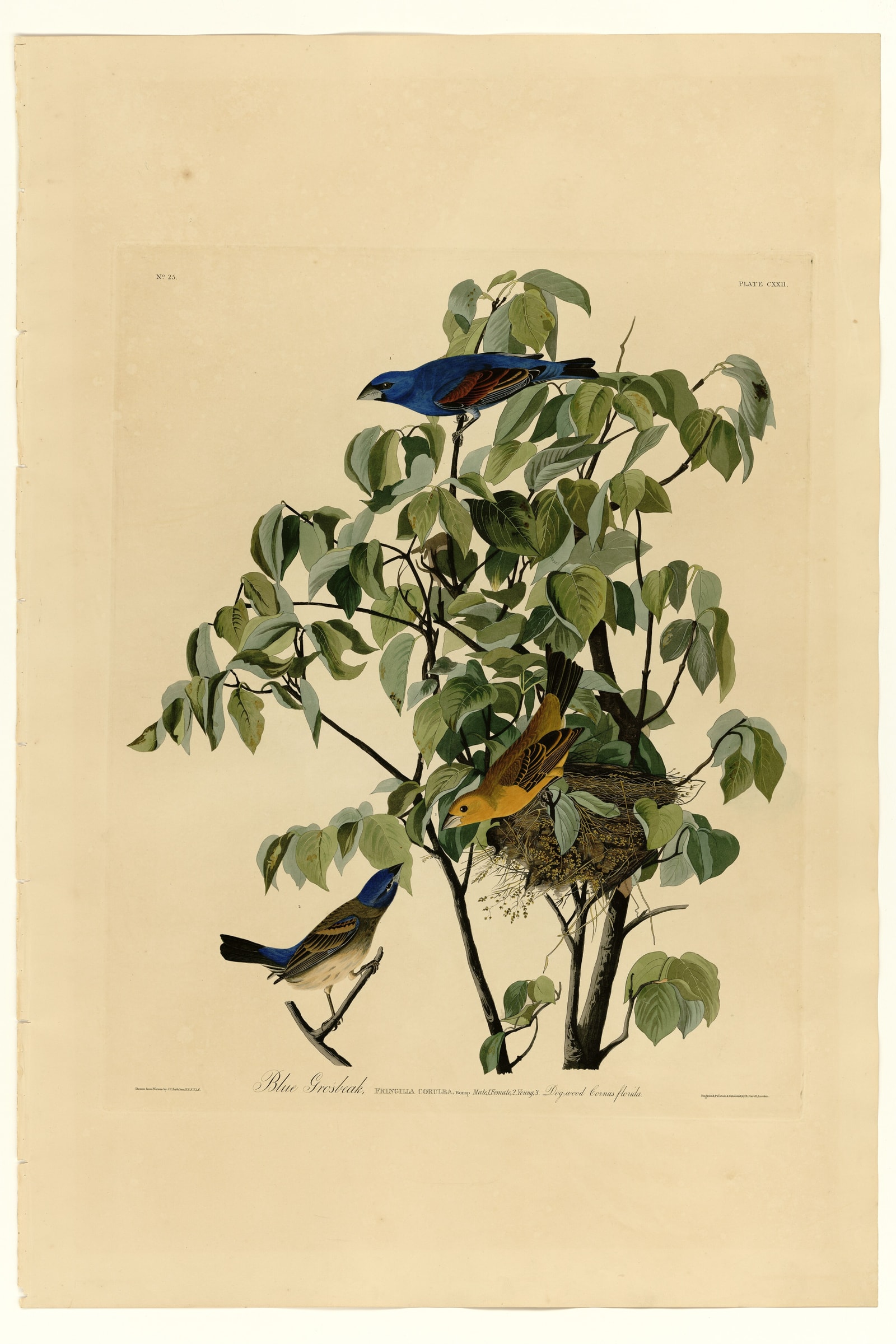 Blue Grosbeak