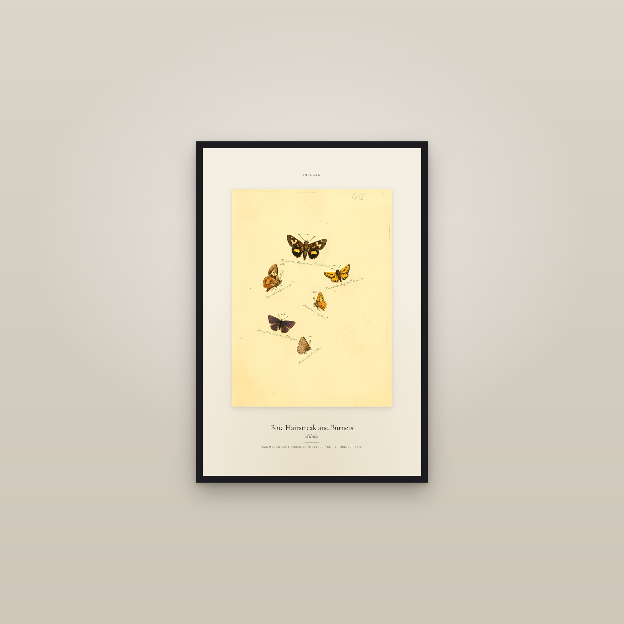Blue Hairstreak and Burnets — Specimen — framed in a gallery setting