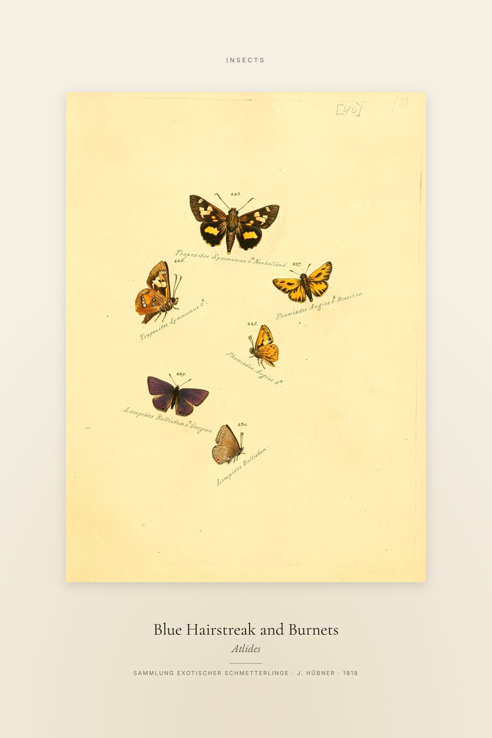 Blue Hairstreak and Burnets — Specimen