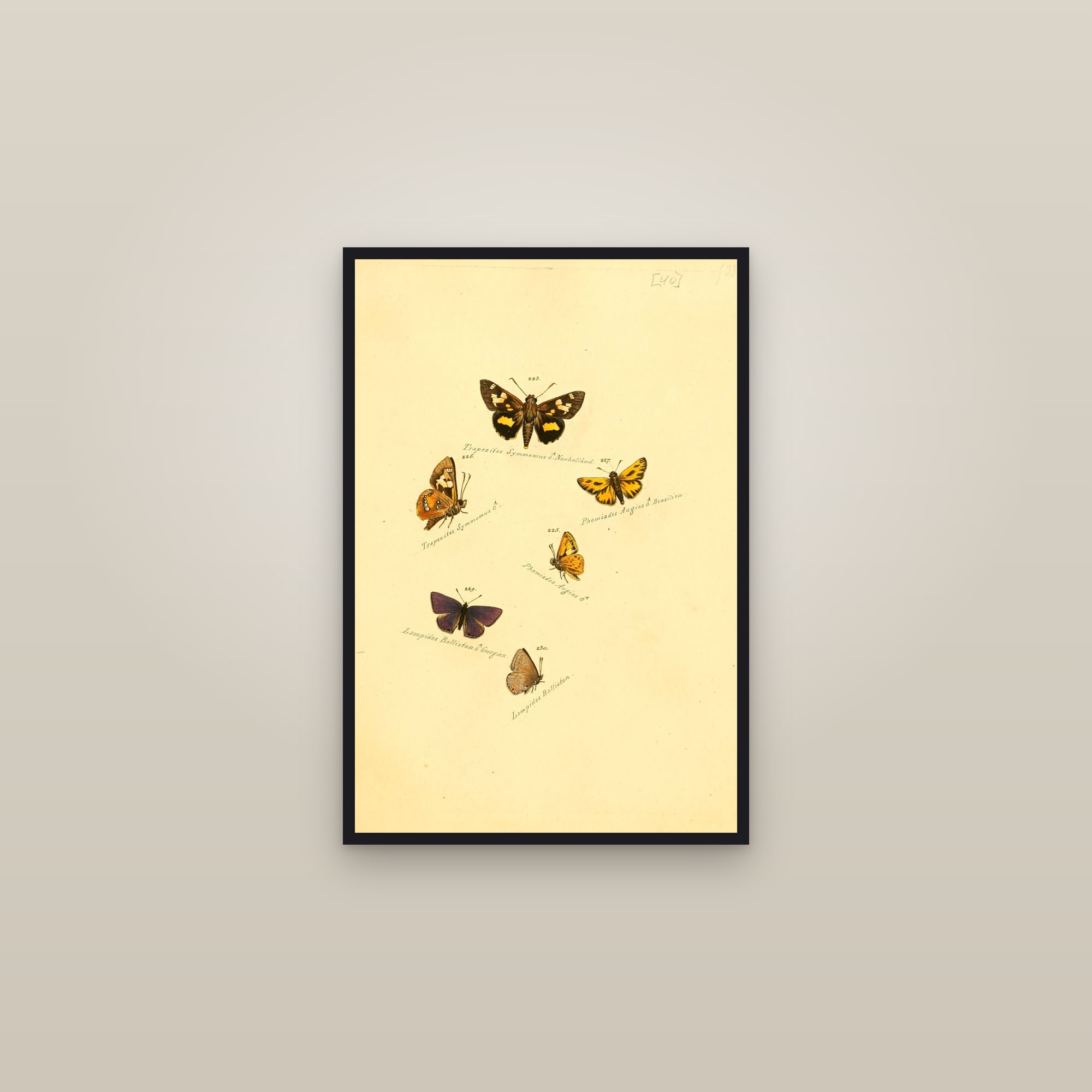 Blue Hairstreak and Burnets — framed in a gallery setting