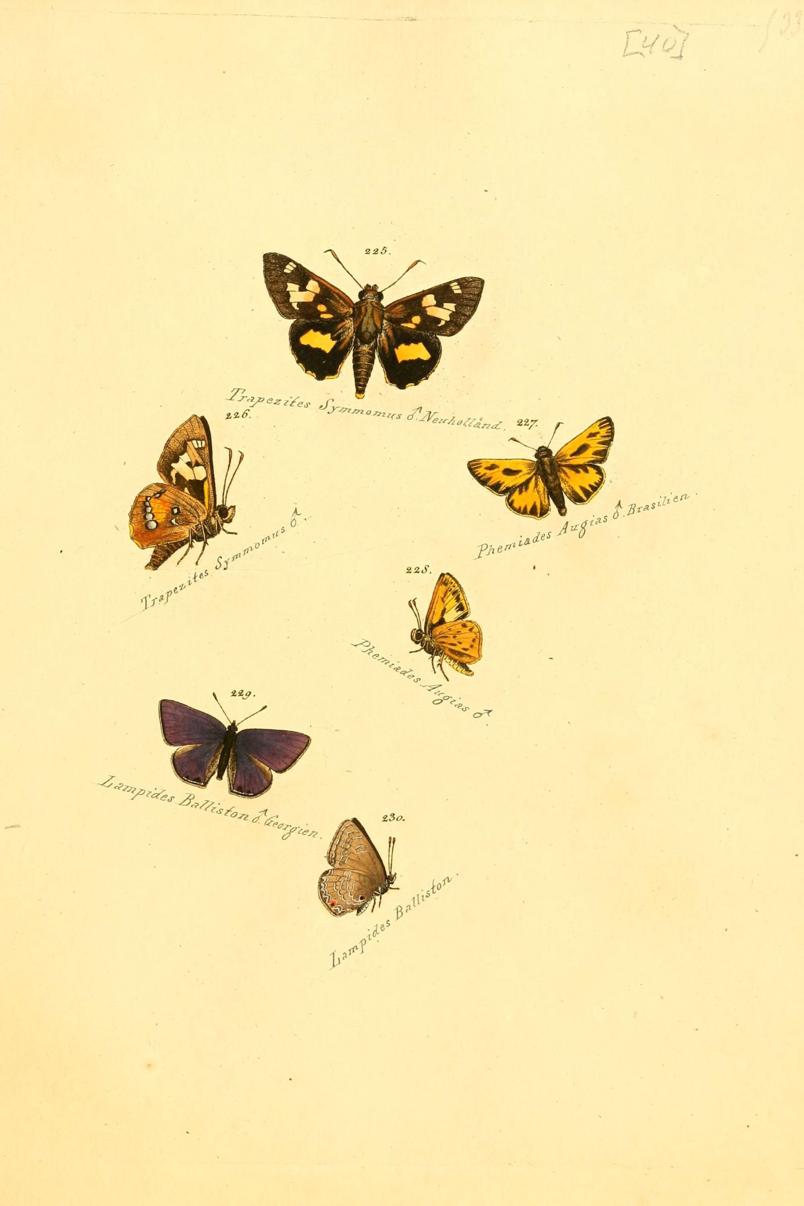 Blue Hairstreak and Burnets