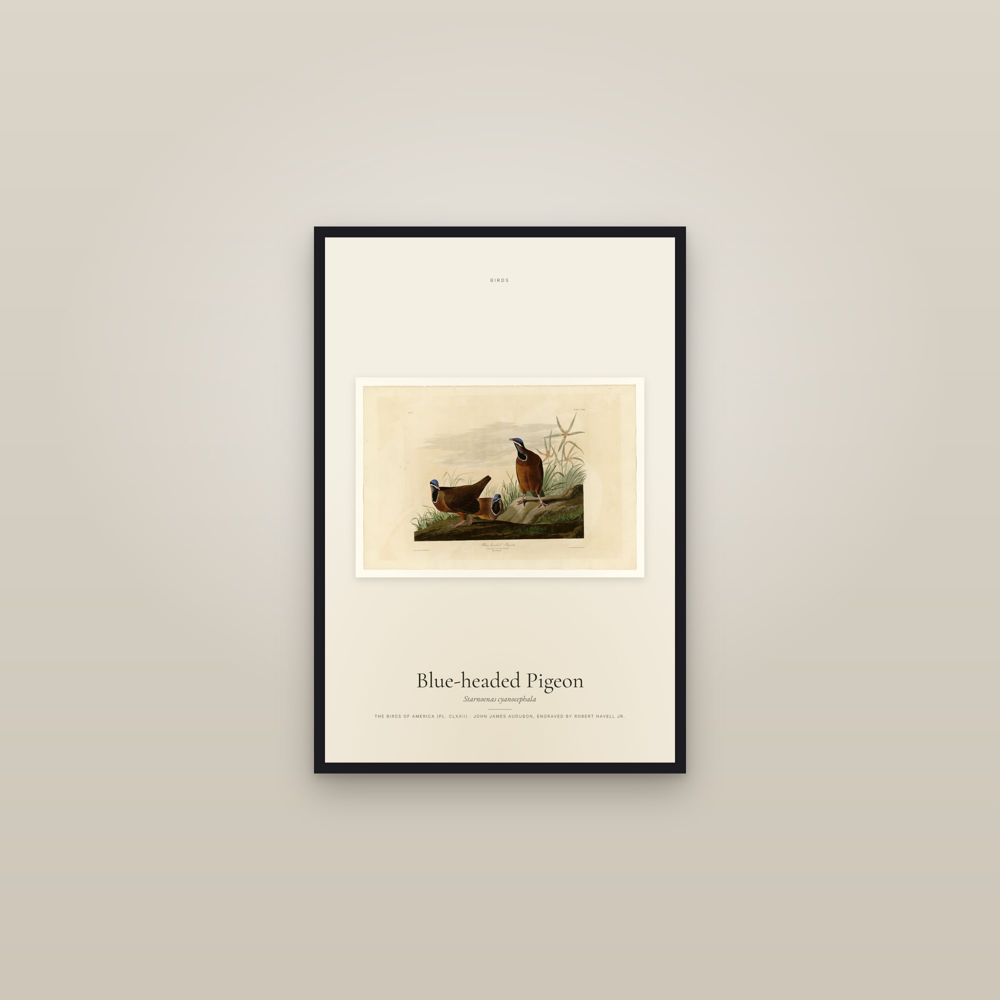 Blue-headed Pigeon — framed in a gallery setting