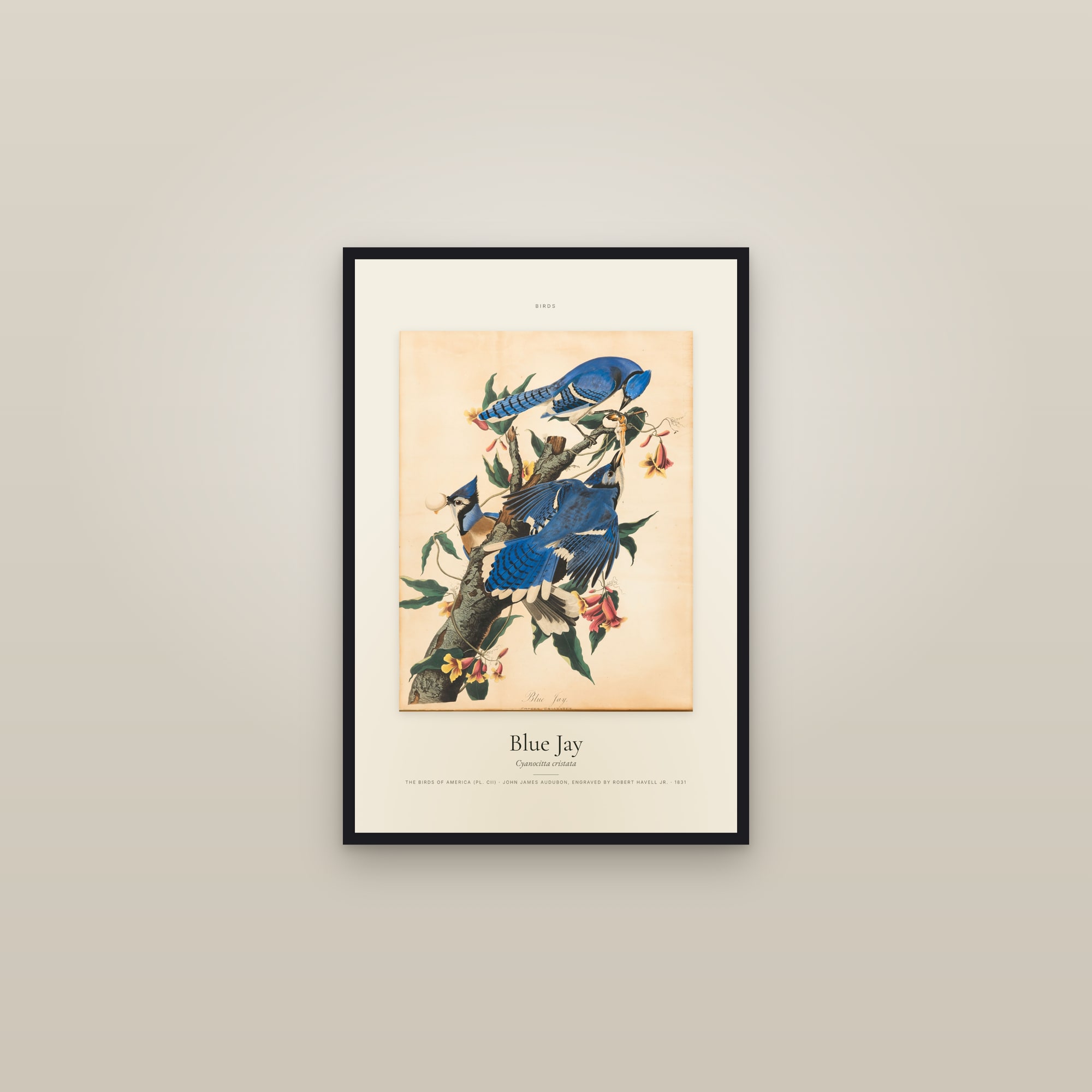 Blue Jay — Specimen — framed in a gallery setting