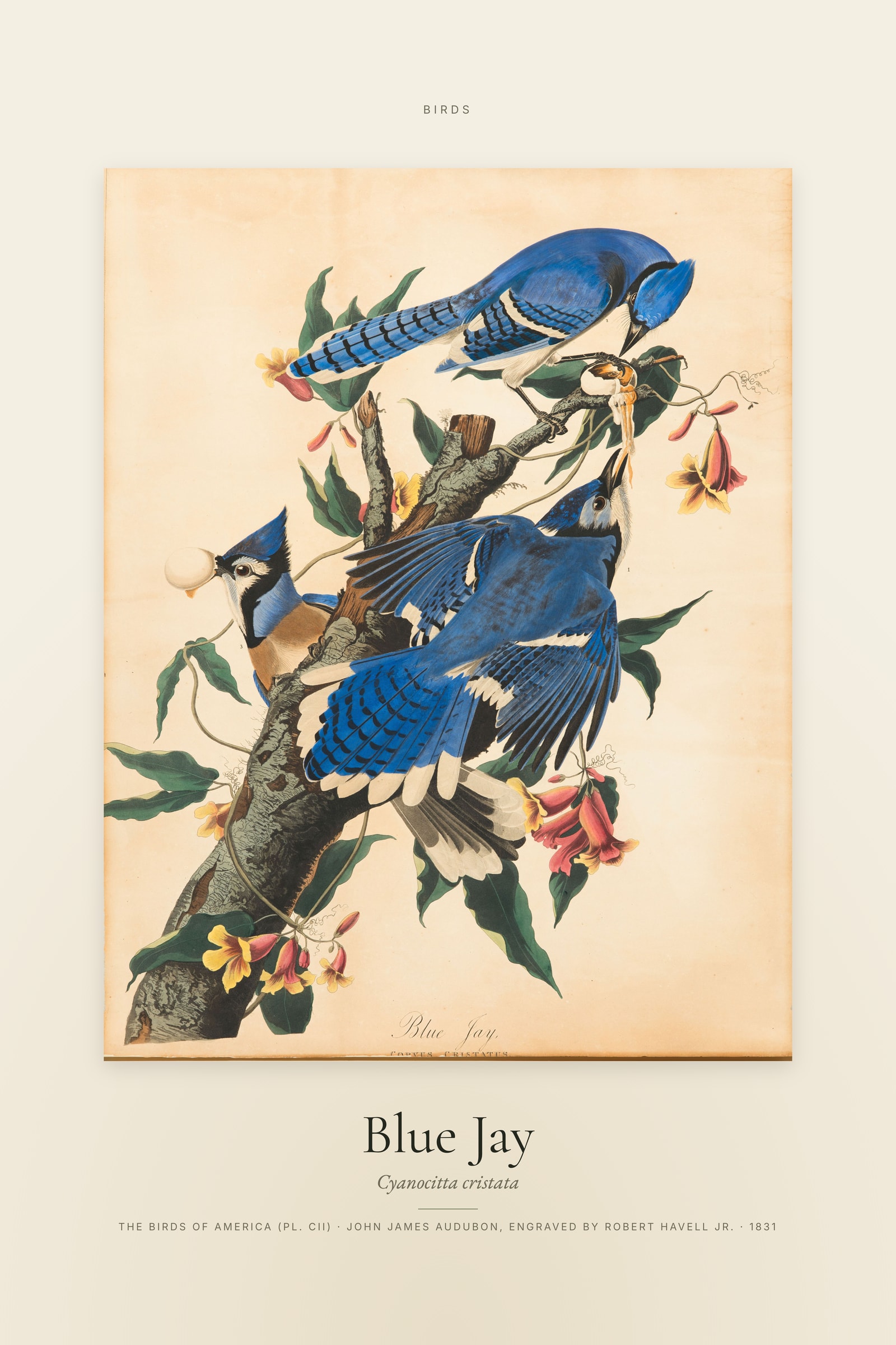 Blue Jay — Specimen