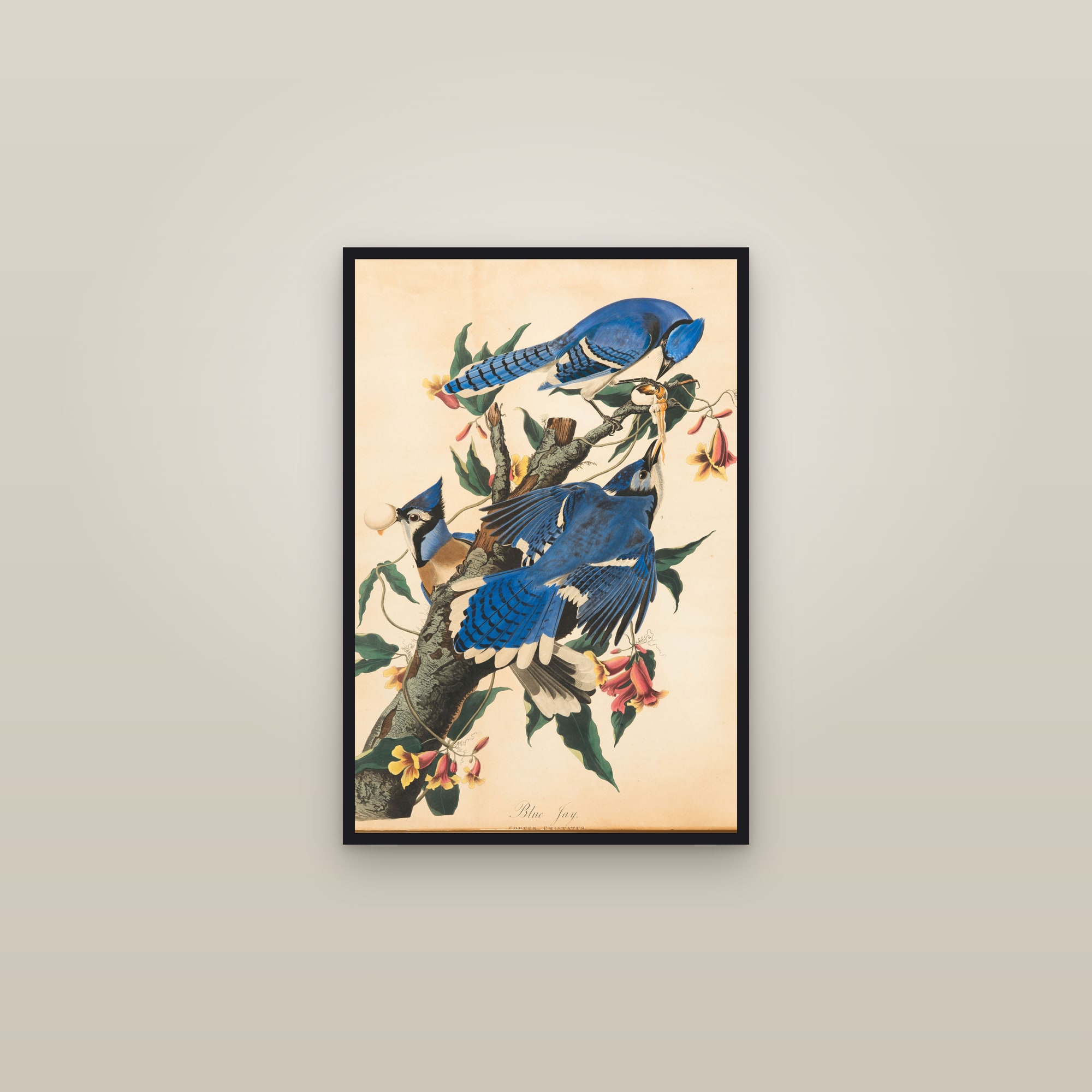 Blue Jay — framed in a gallery setting