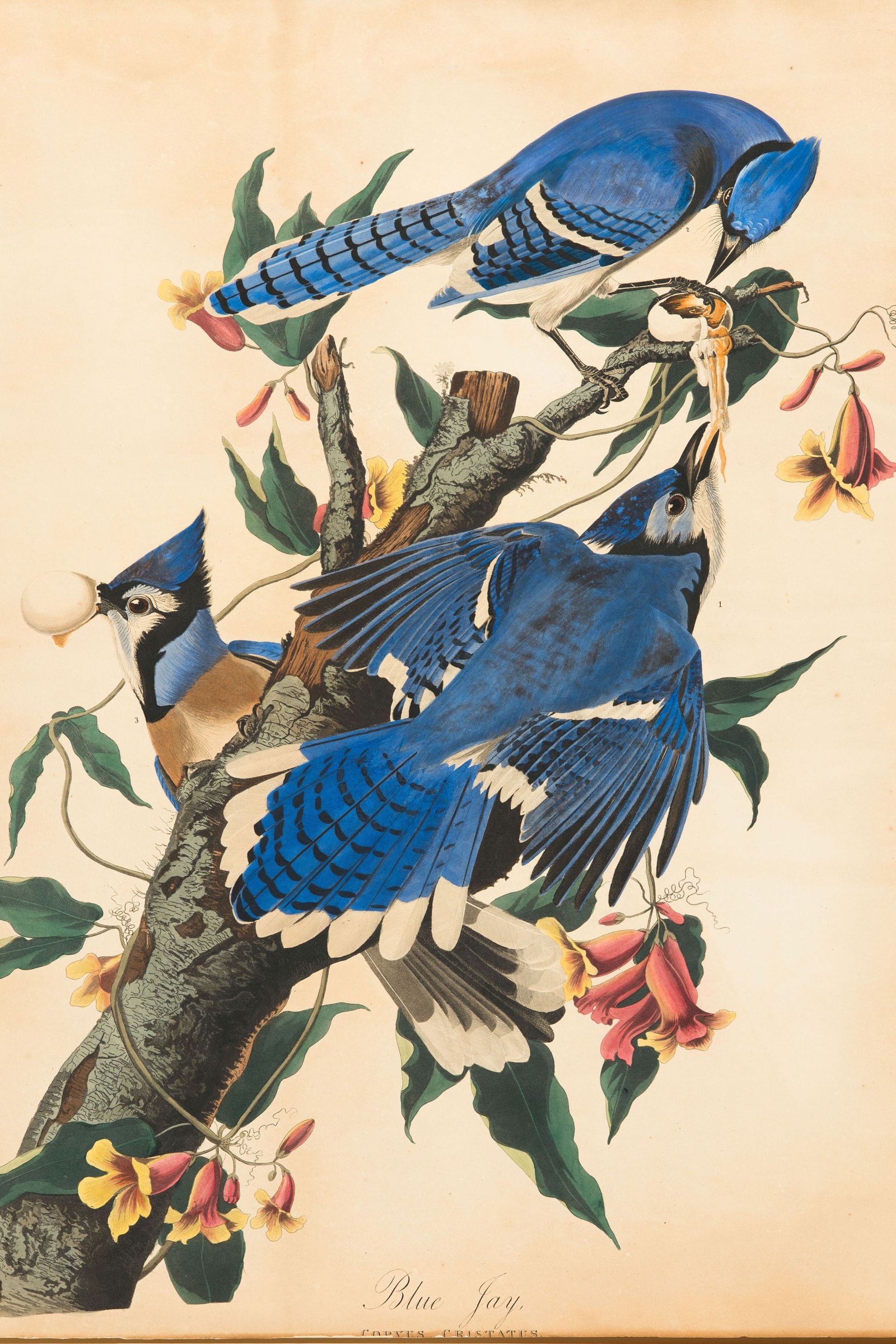 Blue Jay