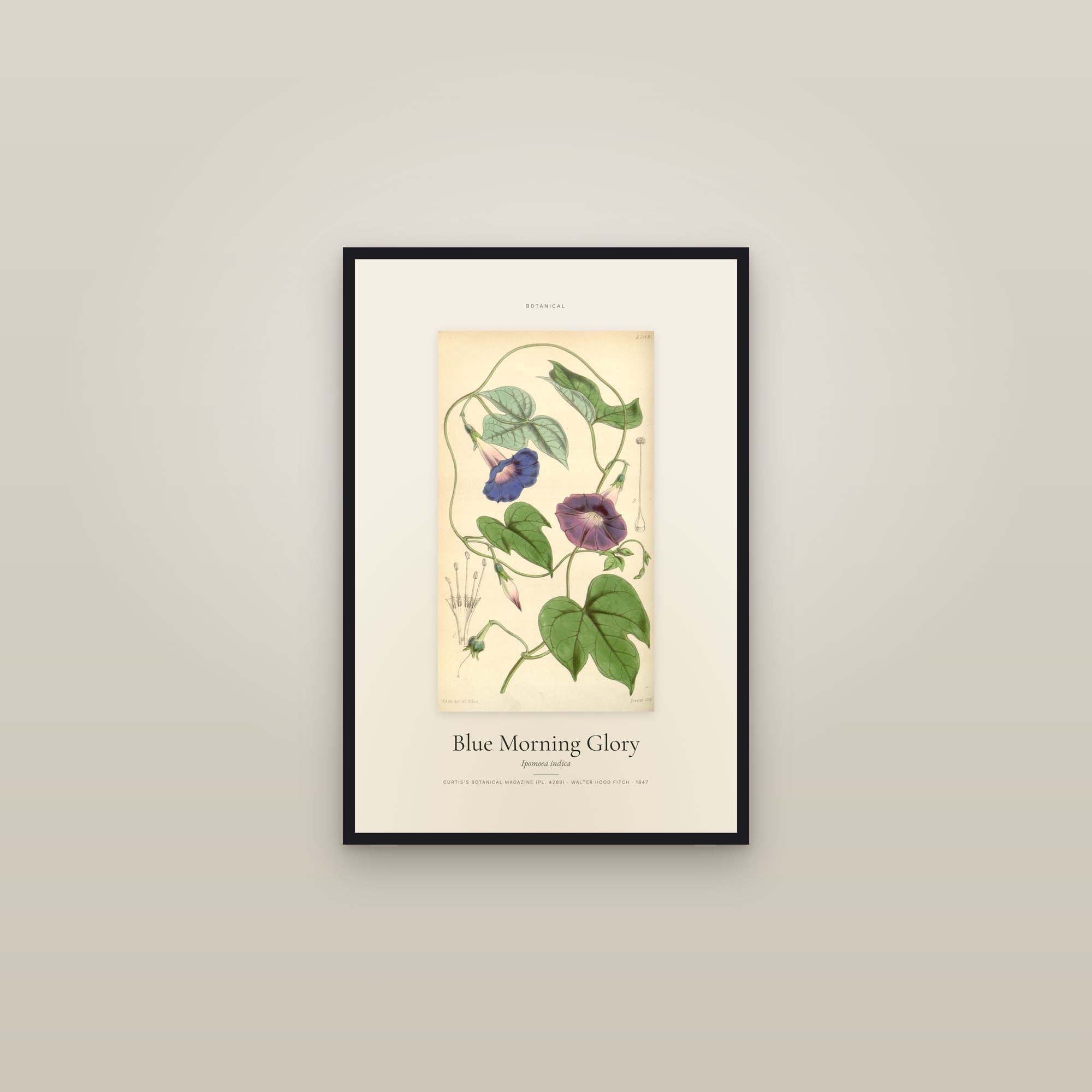 Blue Morning Glory — Specimen — framed in a gallery setting