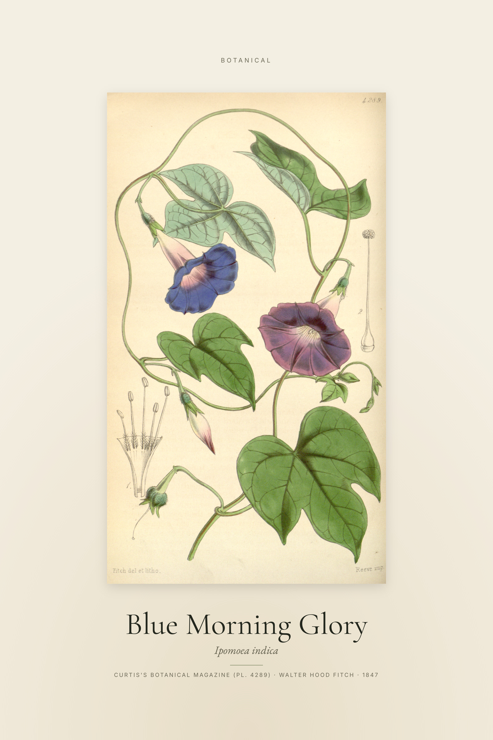 Blue Morning Glory — Specimen