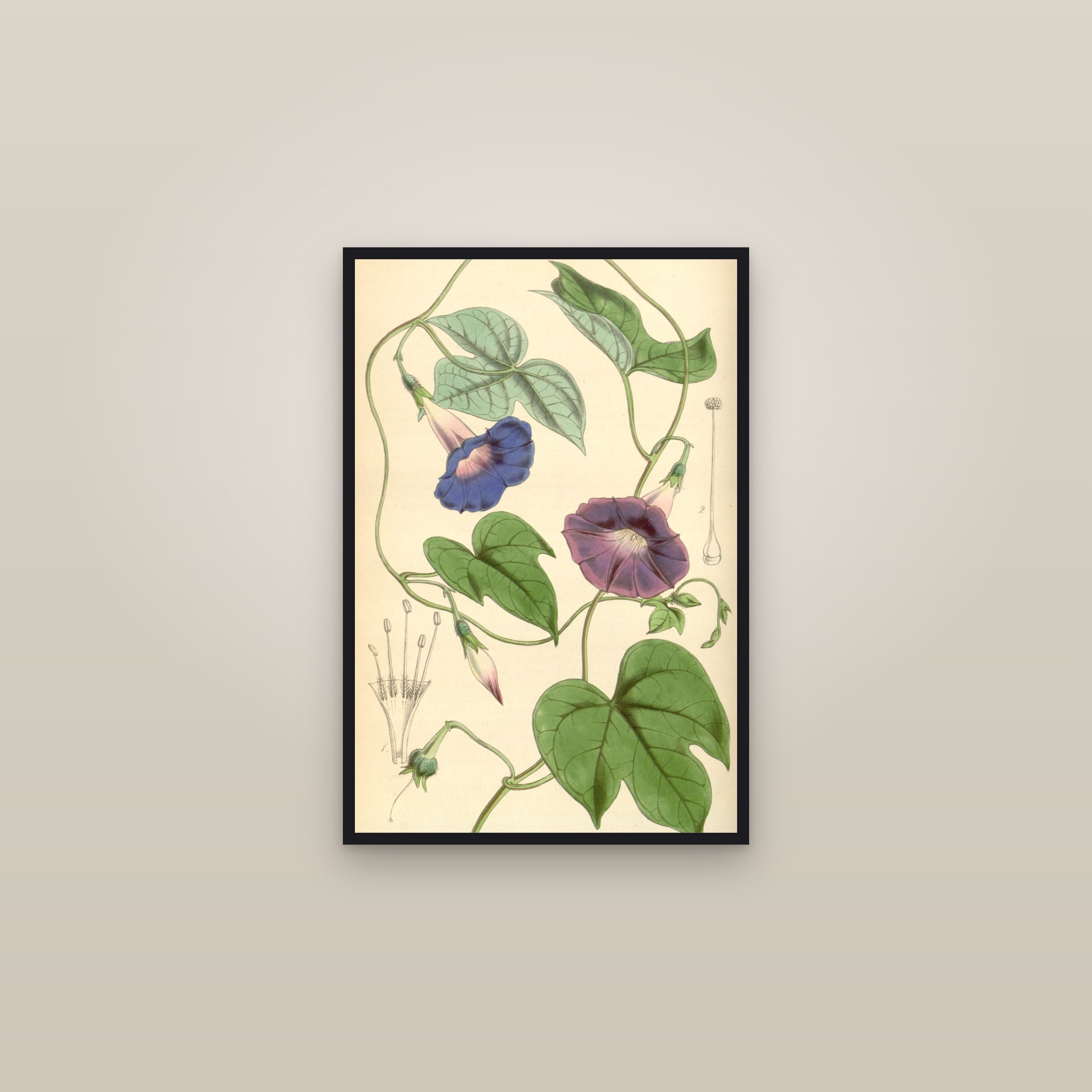 Blue Morning Glory — framed in a gallery setting