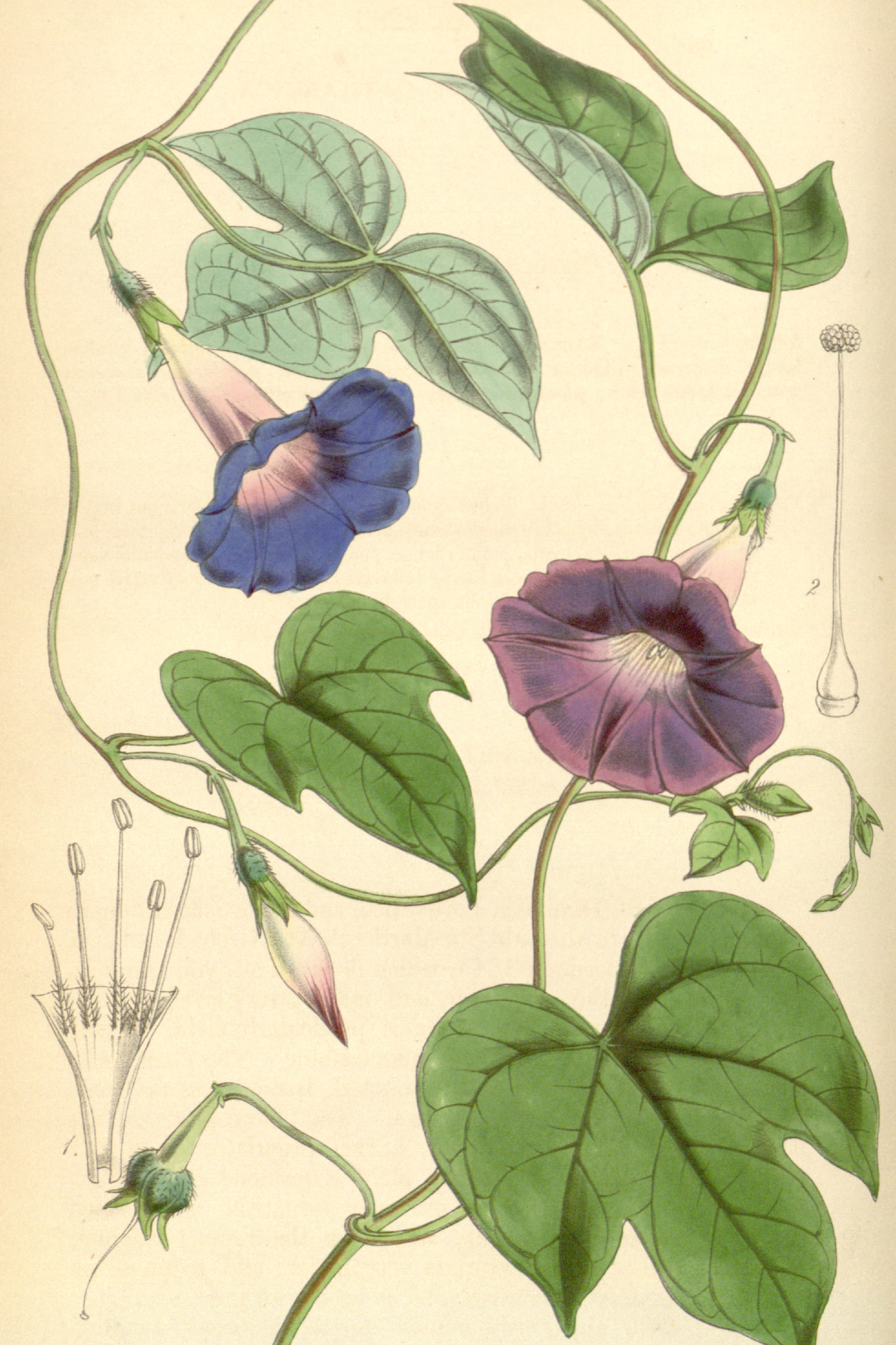 Blue Morning Glory
