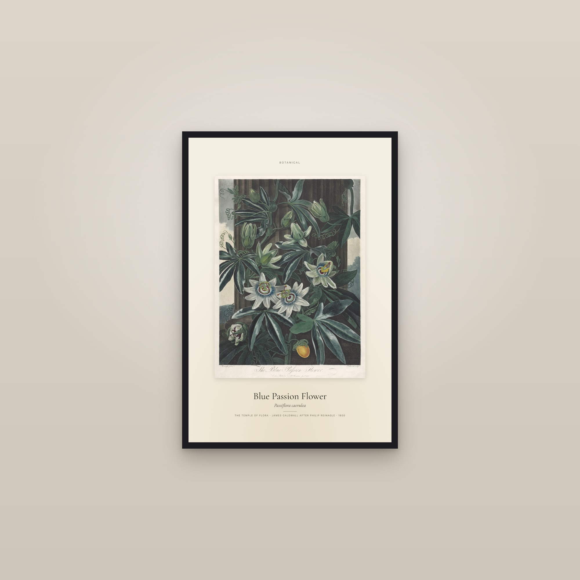 Blue Passion Flower — Specimen — framed in a gallery setting