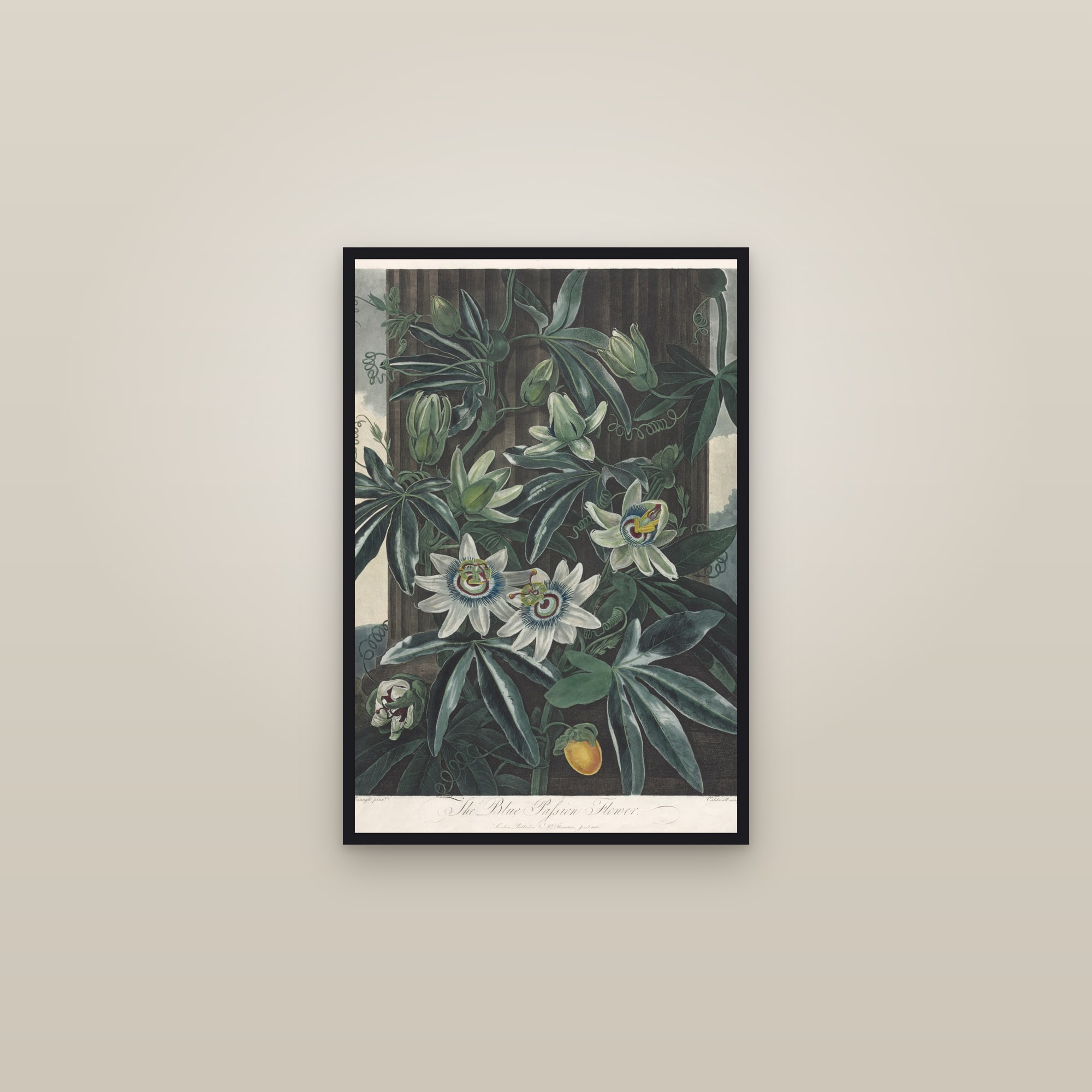 Blue Passion Flower — framed in a gallery setting