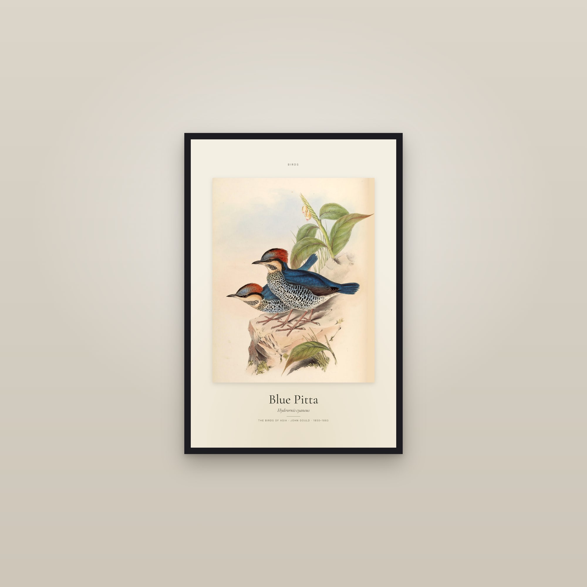 Blue Pitta — Specimen — framed in a gallery setting