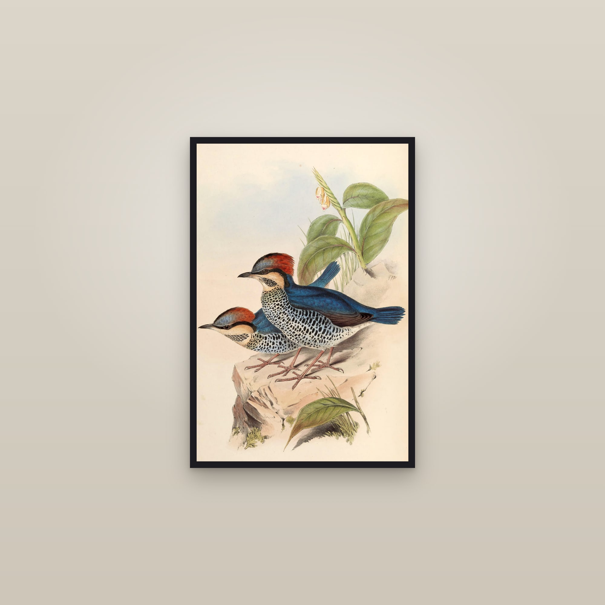 Blue Pitta — framed in a gallery setting