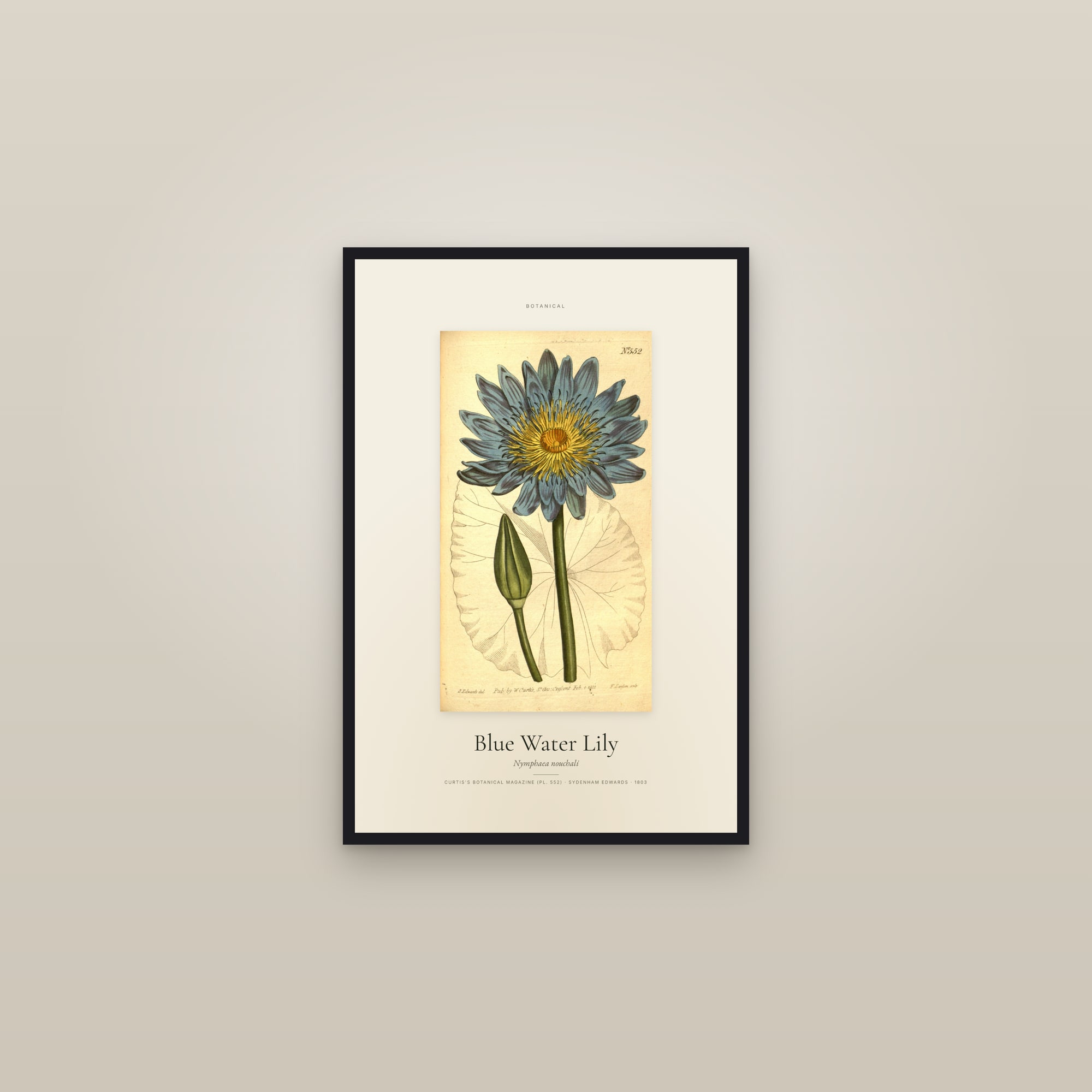 Blue Water Lily — Specimen — framed in a gallery setting