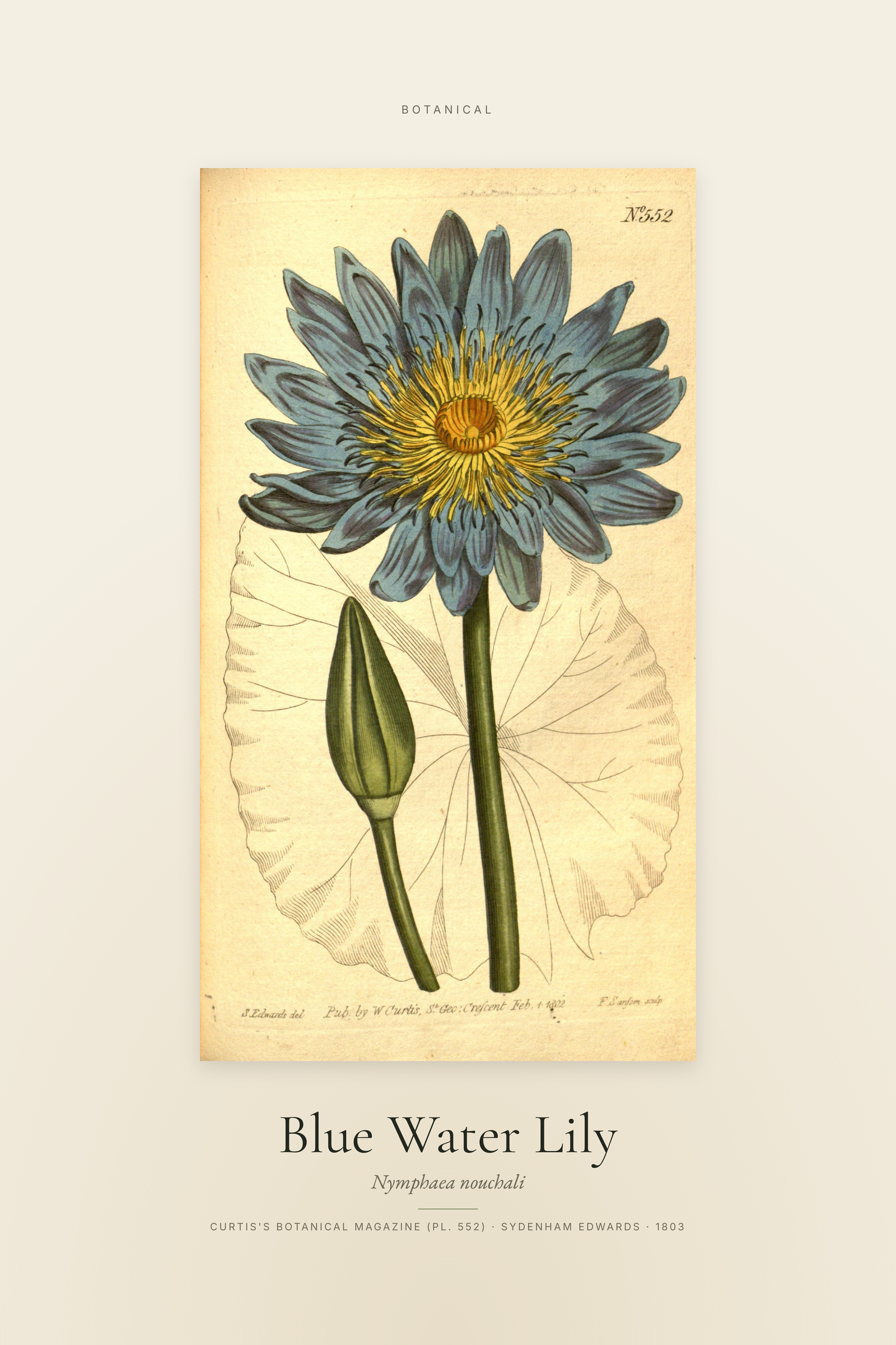 Blue Water Lily — Specimen