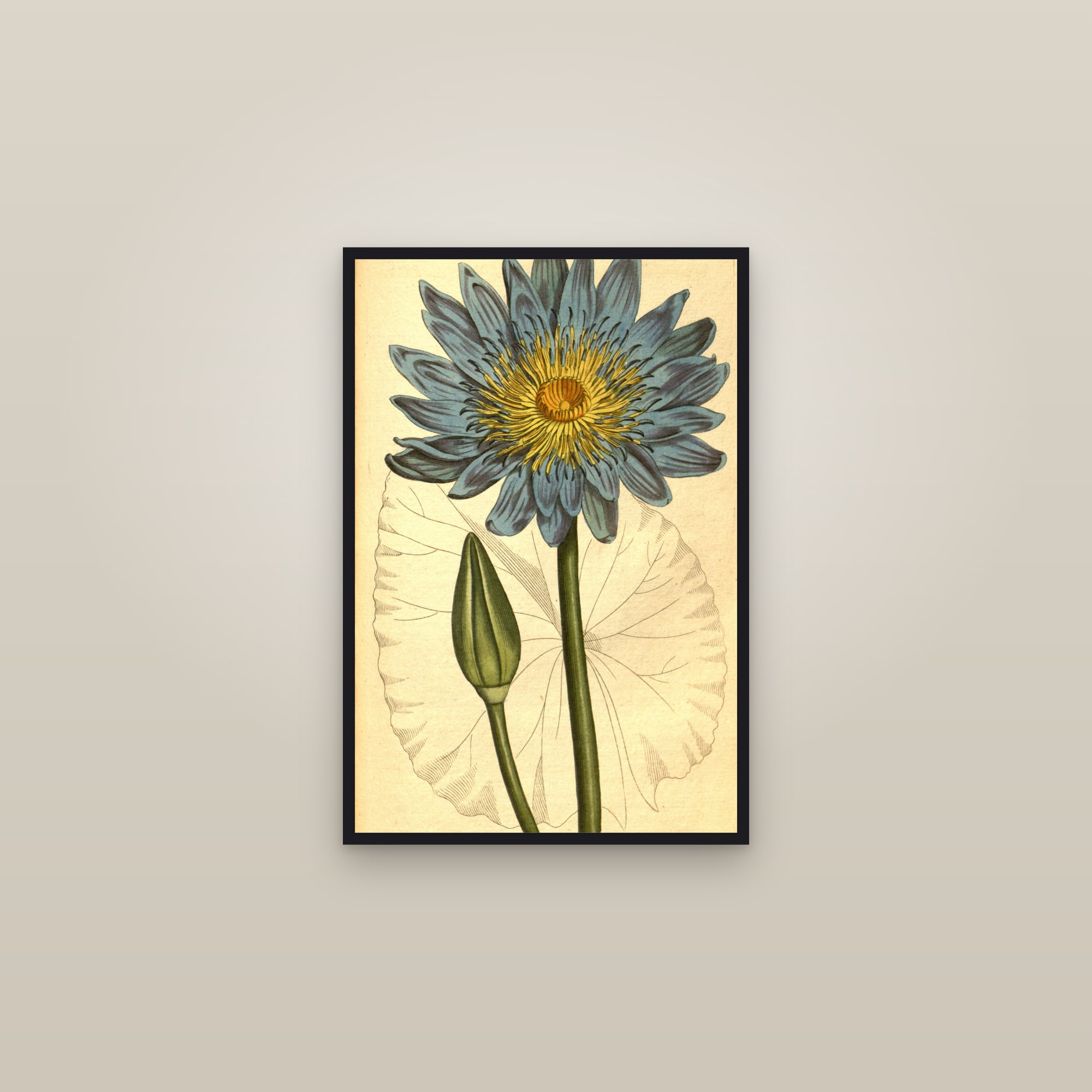 Blue Water Lily — framed in a gallery setting