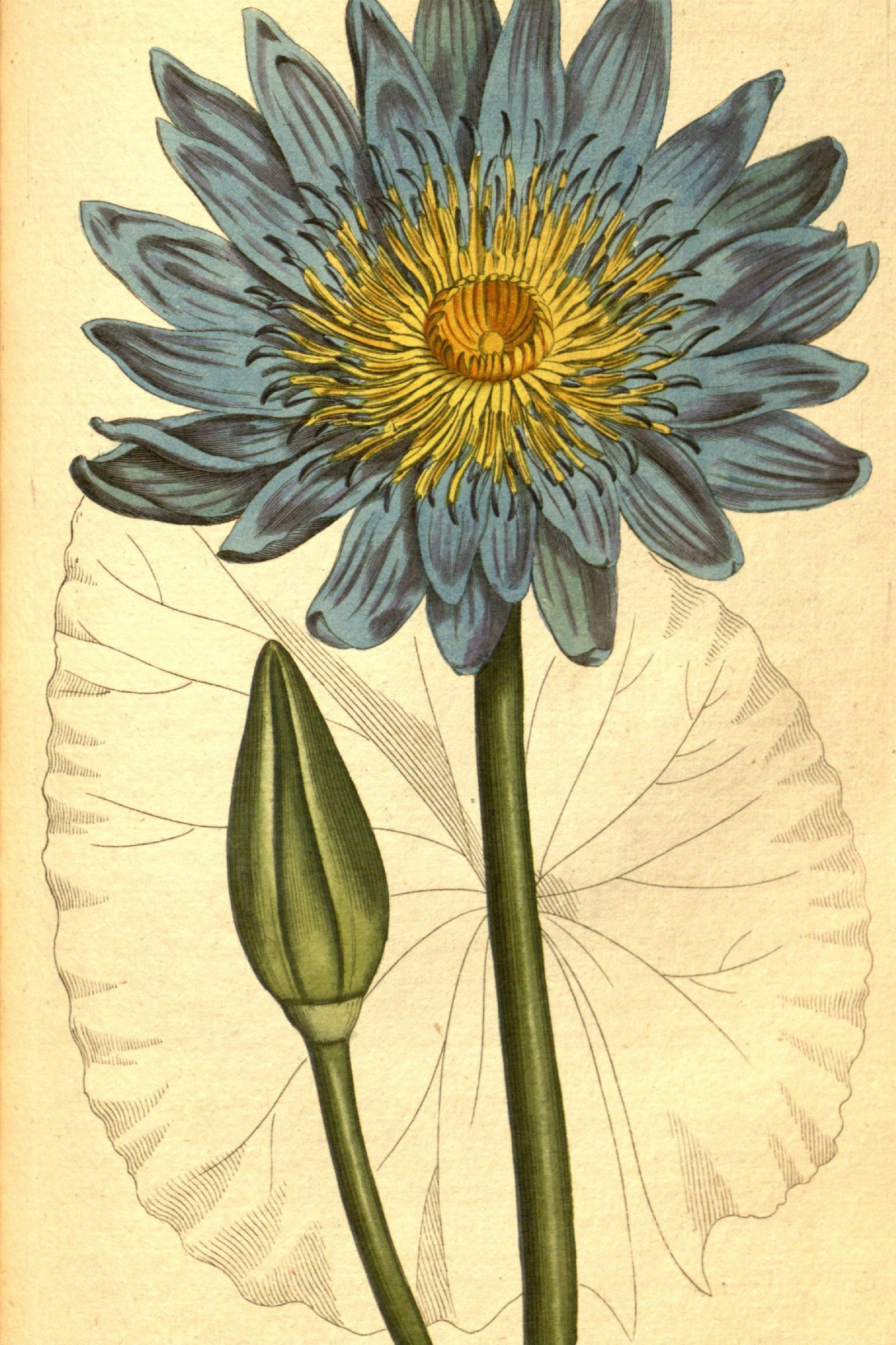 Blue Water Lily