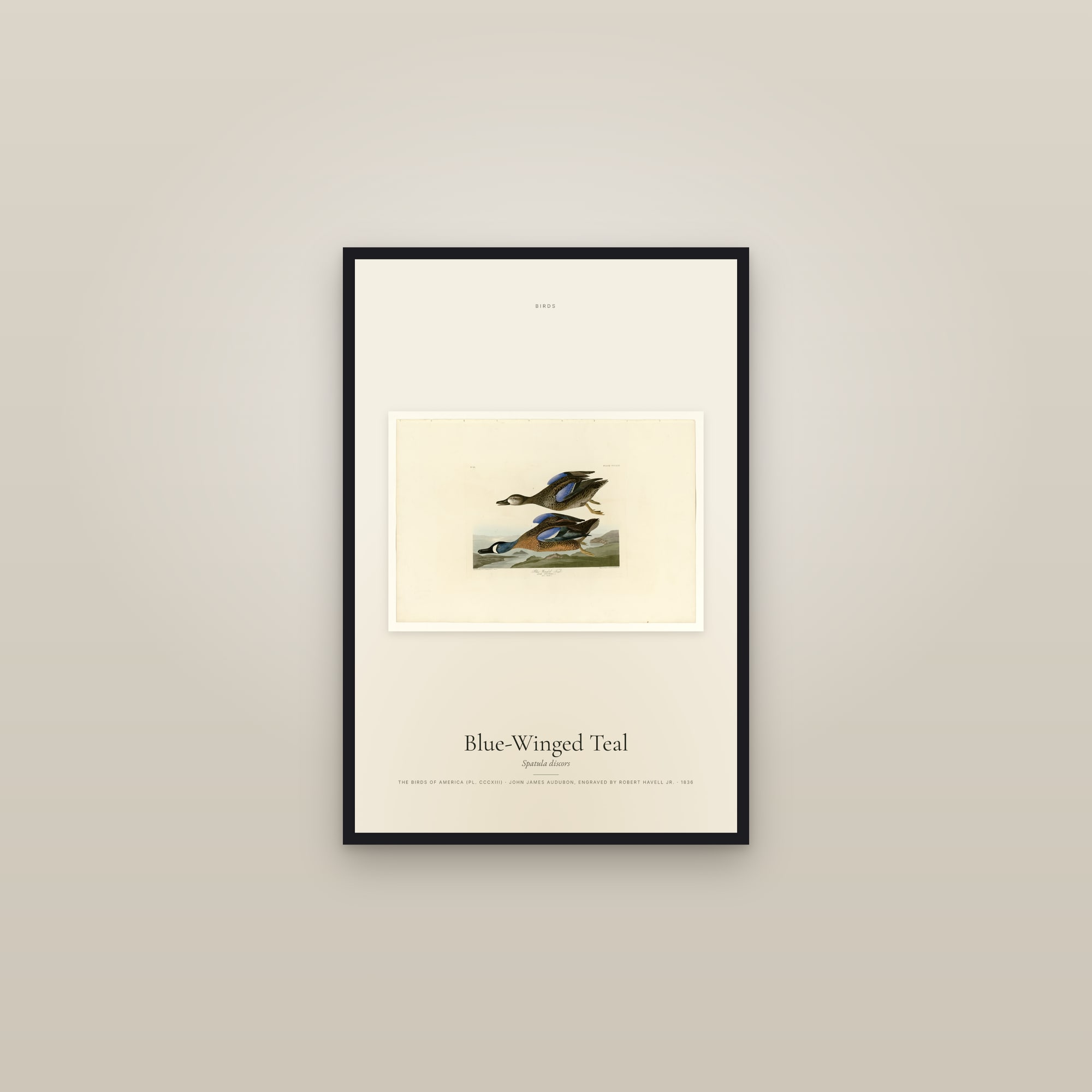 Blue-Winged Teal — framed in a gallery setting