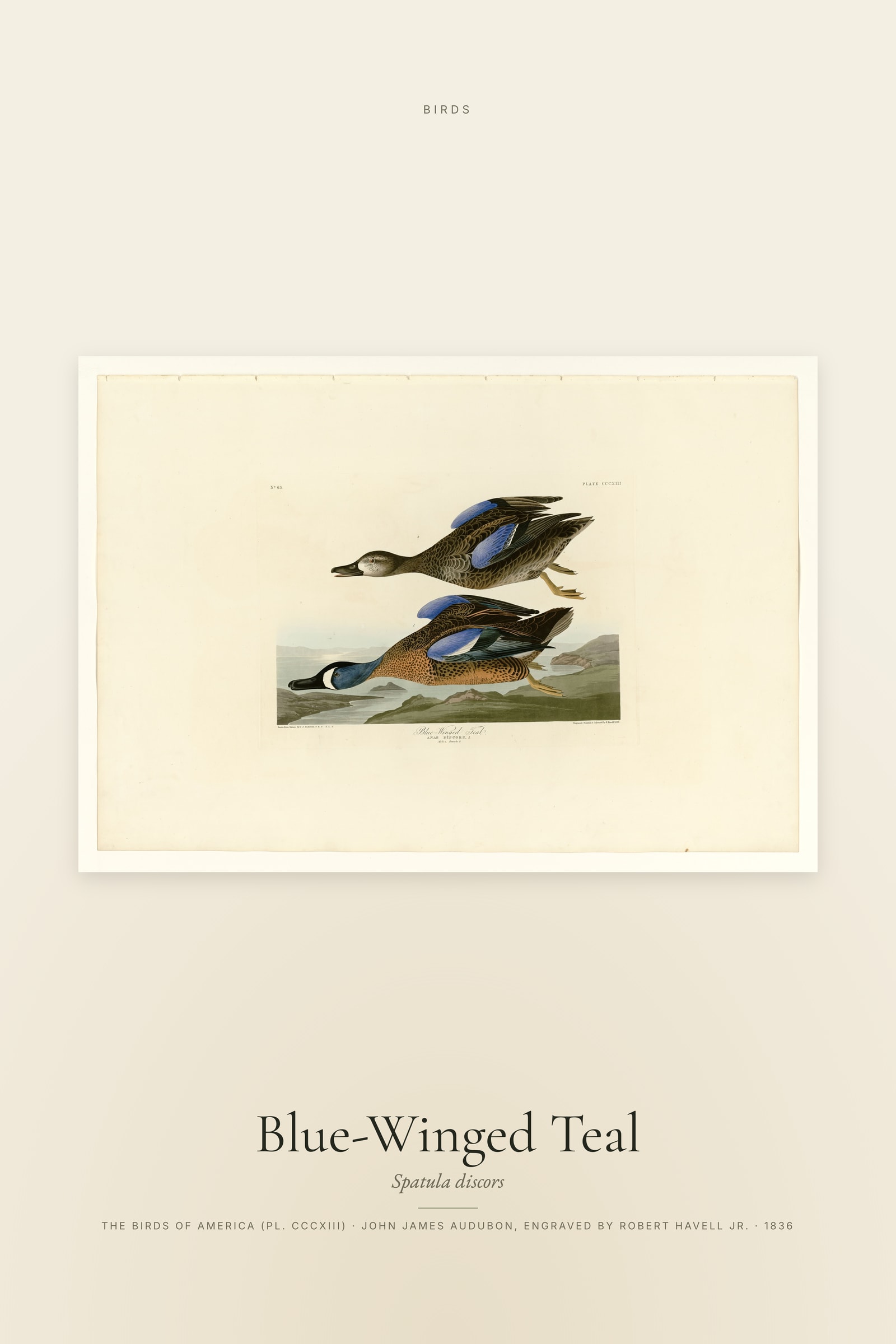 Blue-Winged Teal