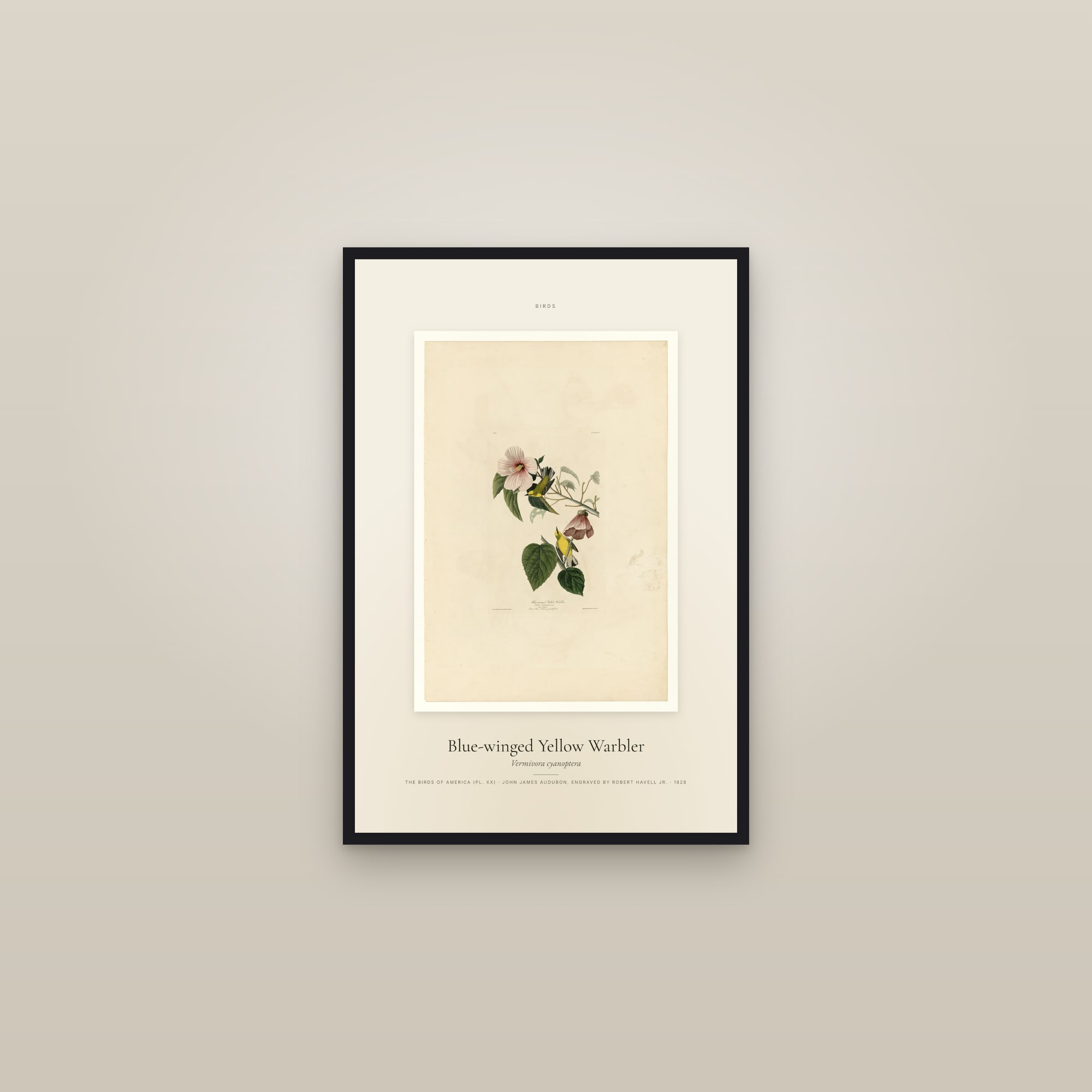 Blue-winged Yellow Warbler — Specimen — framed in a gallery setting