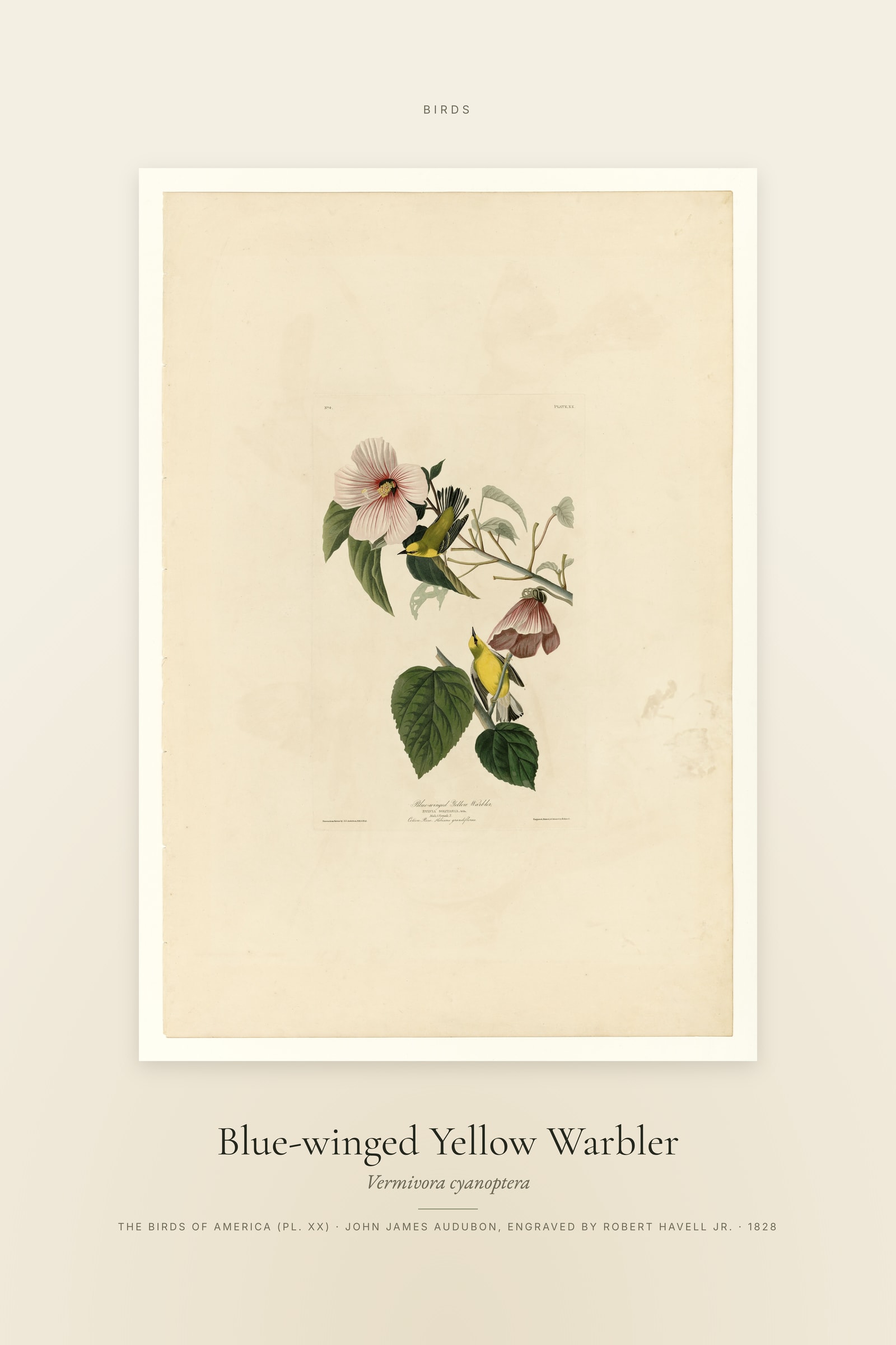 Blue-winged Yellow Warbler — Specimen