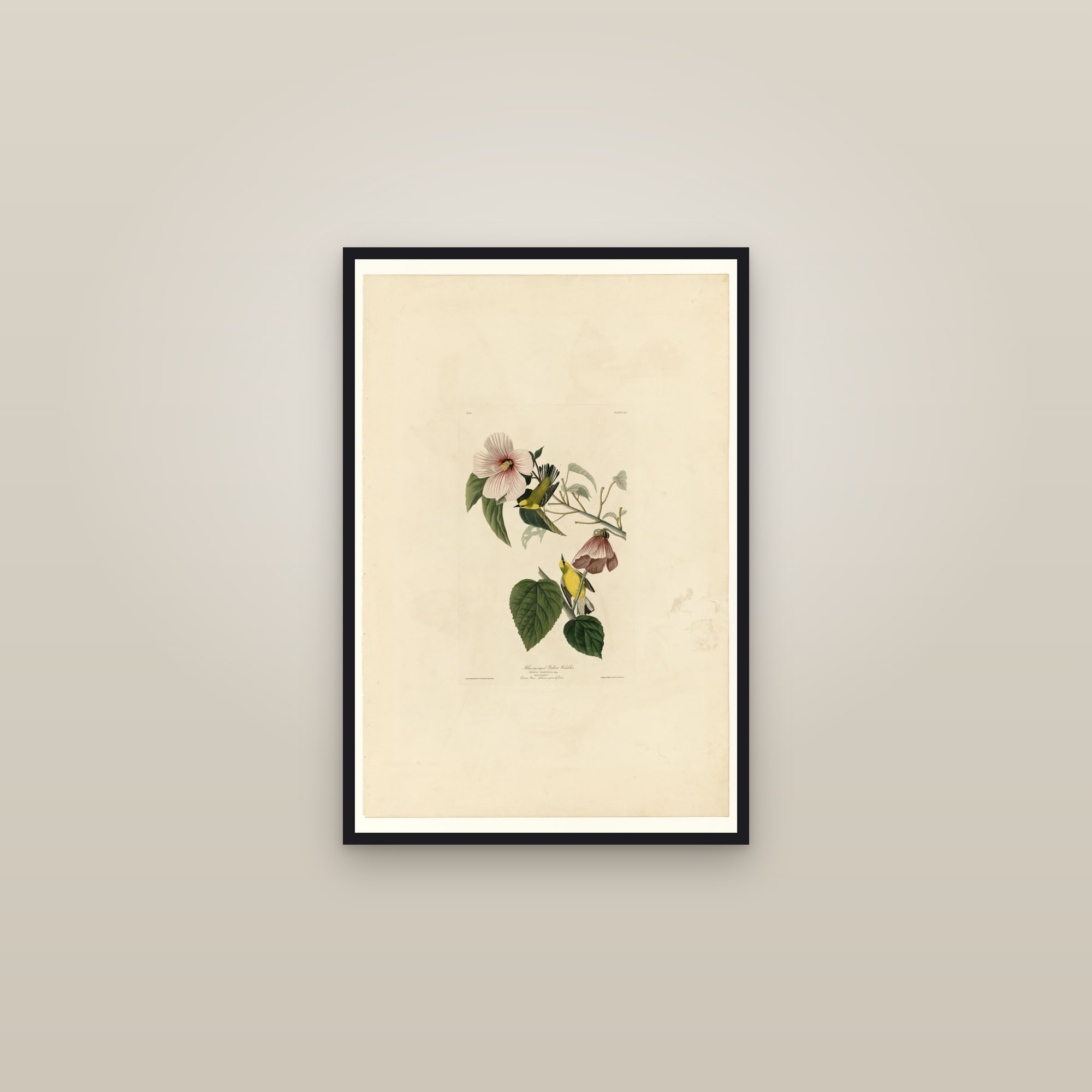 Blue-winged Yellow Warbler — framed in a gallery setting
