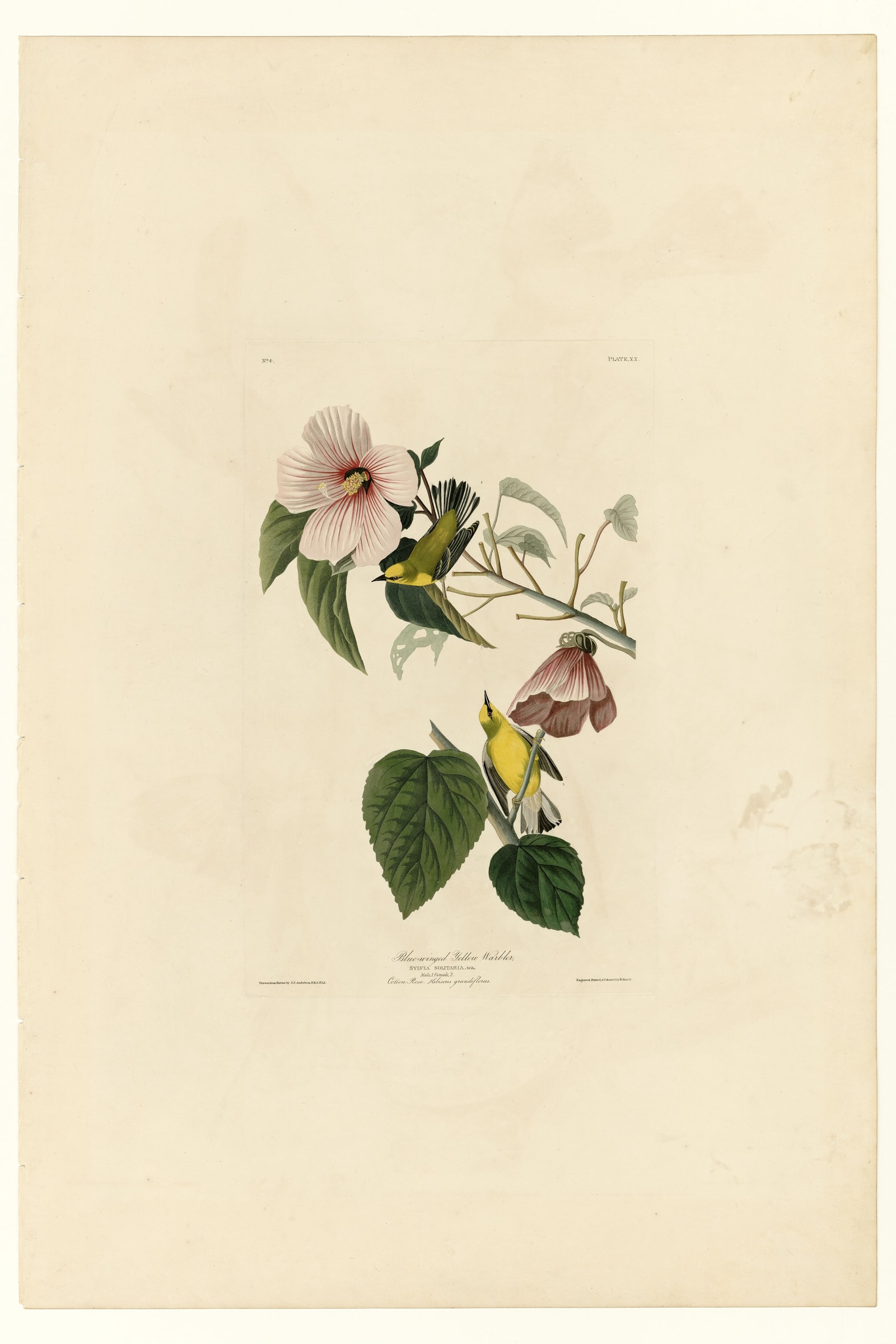 Blue-winged Yellow Warbler