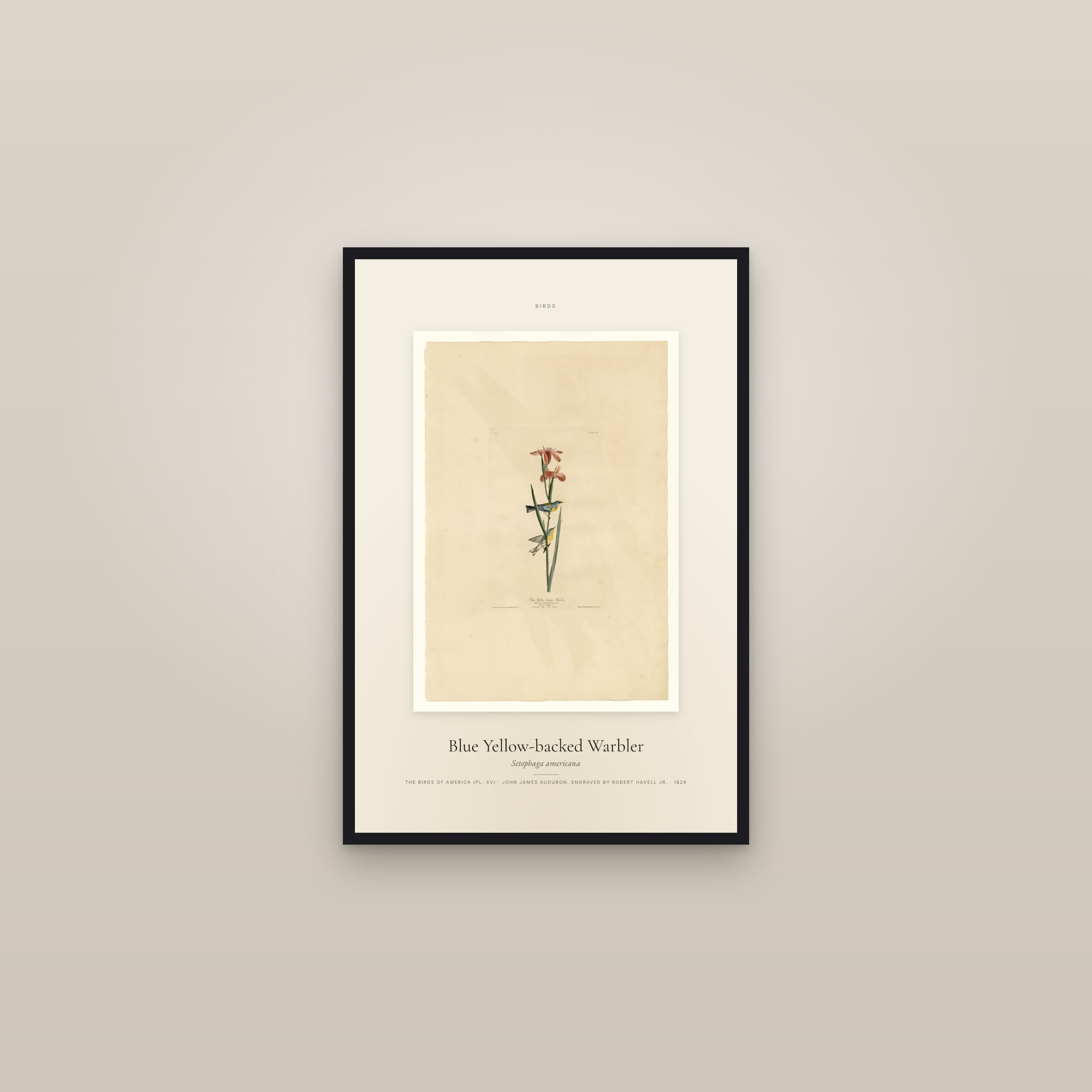 Blue Yellow-backed Warbler — Specimen — framed in a gallery setting