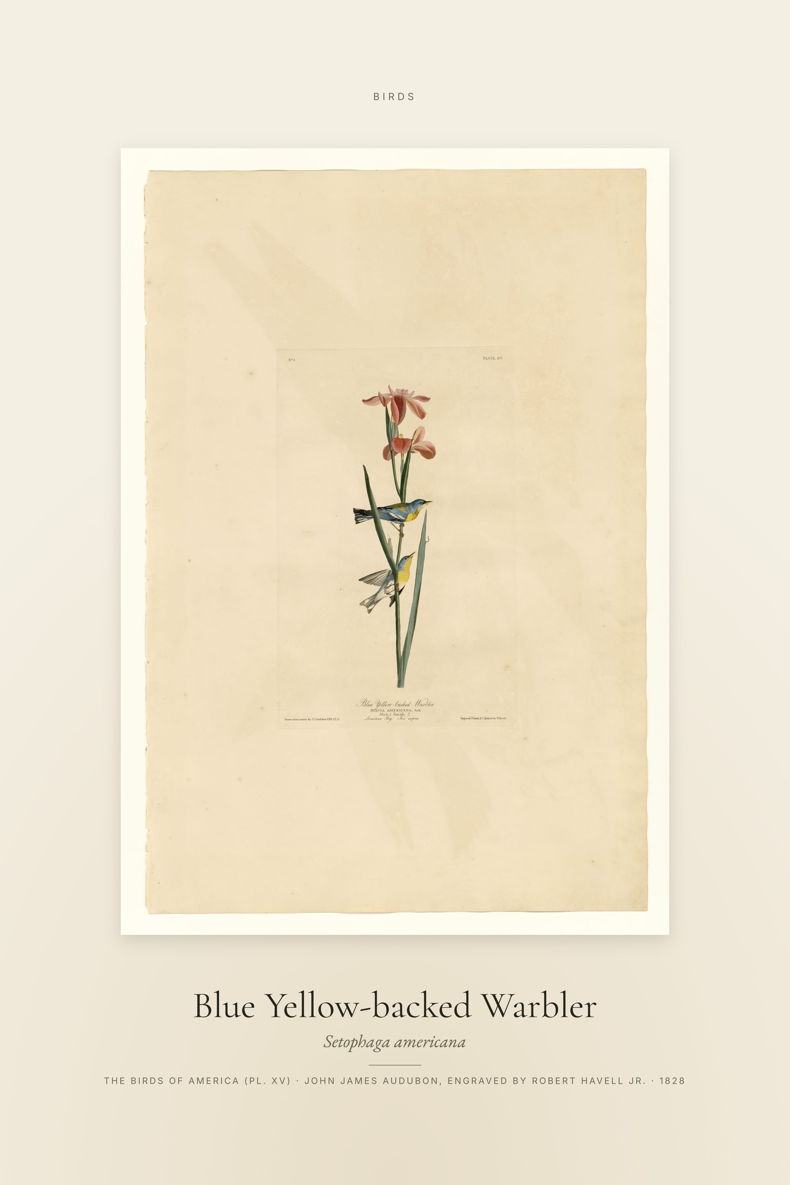 Blue Yellow-backed Warbler — Specimen