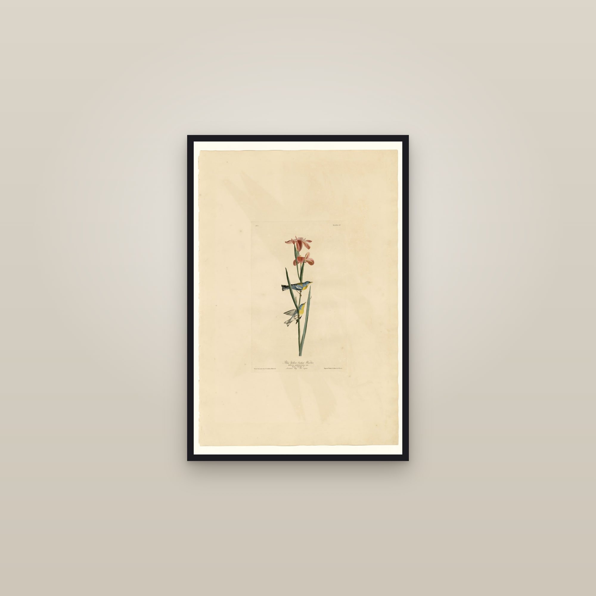 Blue Yellow-backed Warbler — framed in a gallery setting